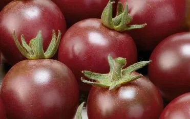 Cherry Tomato seedling - Black Cherry