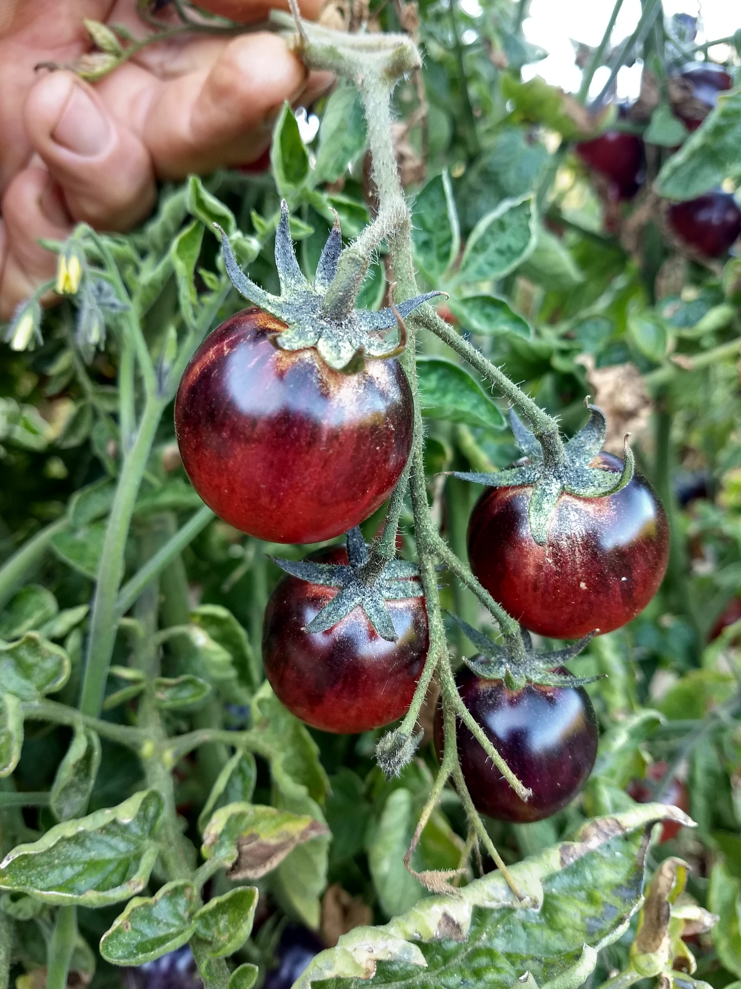 Cherry Tomato seedling - Black Strawberry