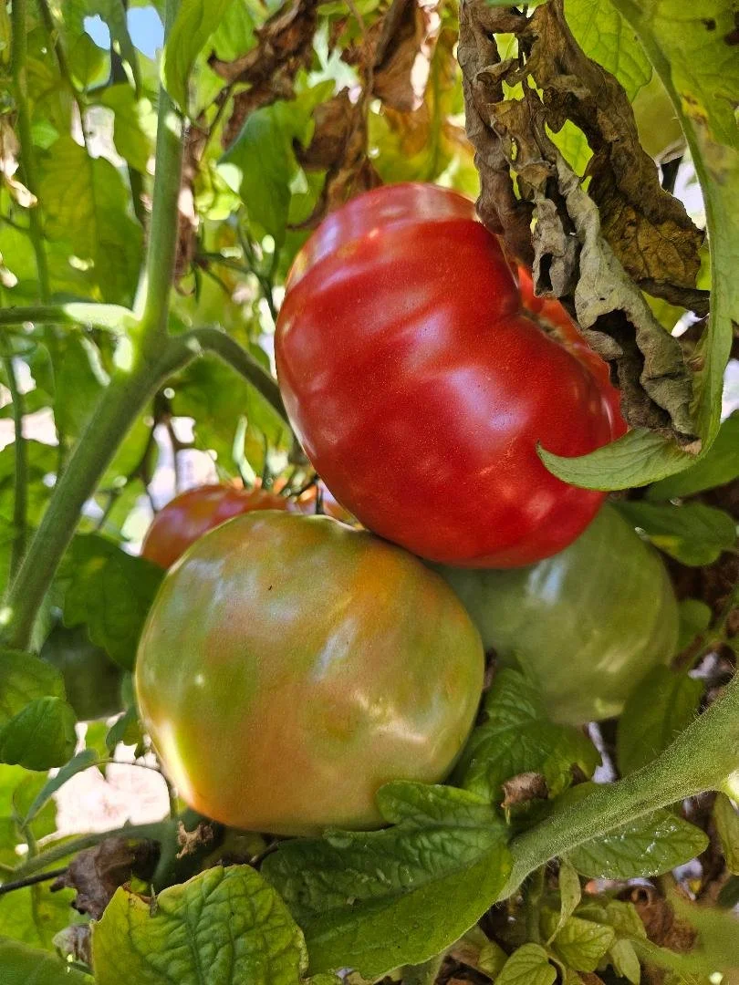 Tomato seedling, beefsteak - Delicious