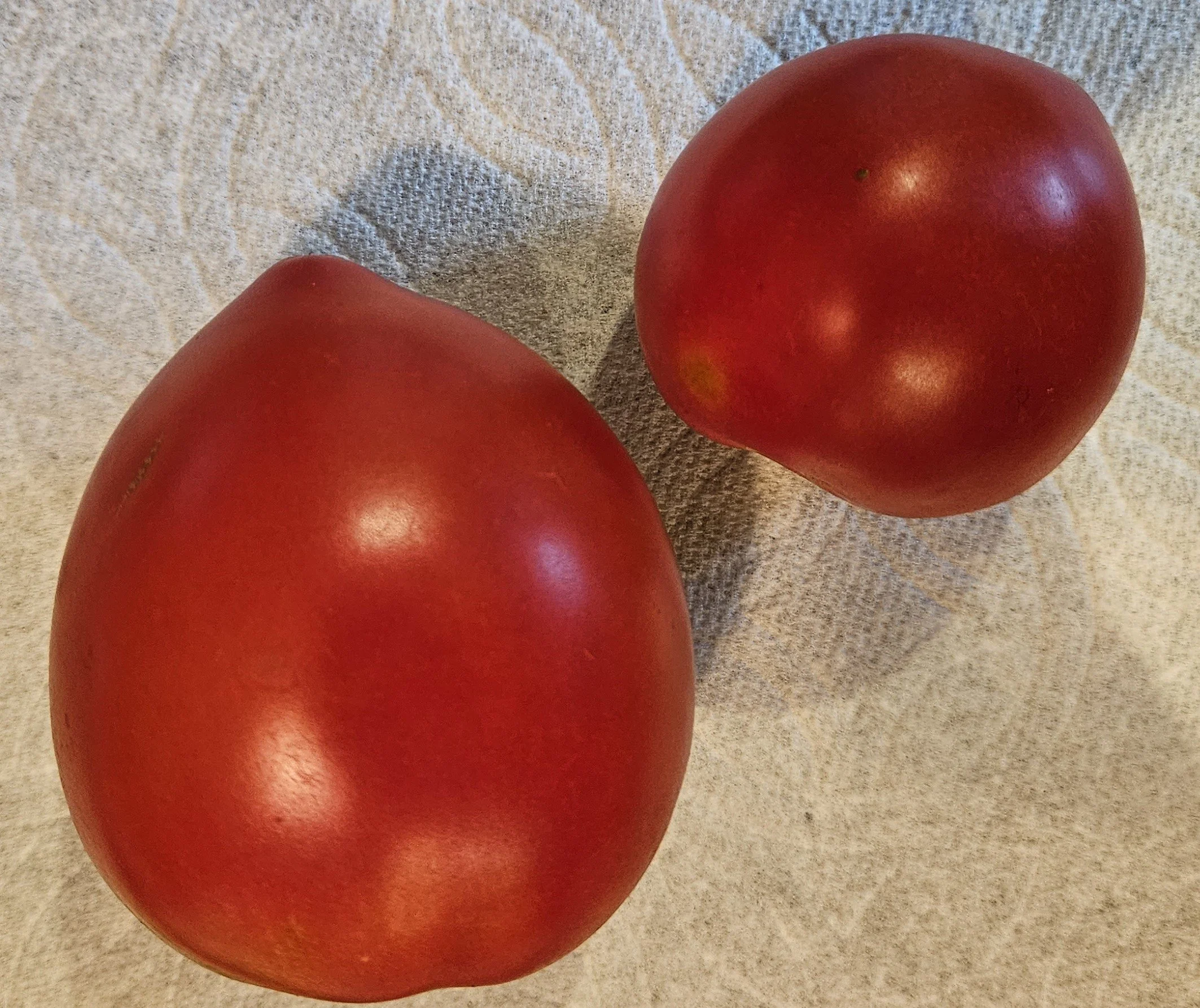 Tomato seedling - Indian River