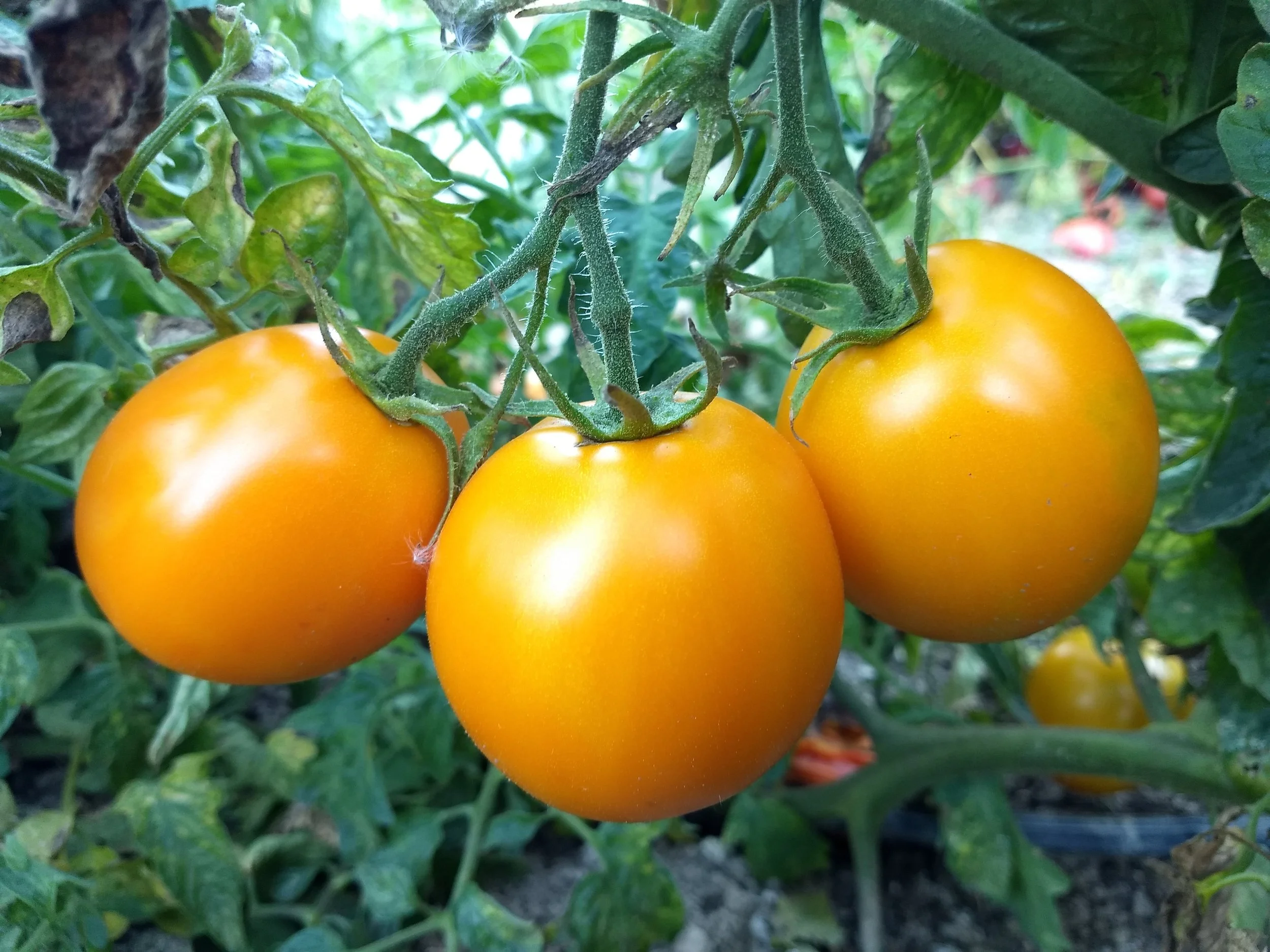 Tomato seedling, beefsteak - Dad's Sunset