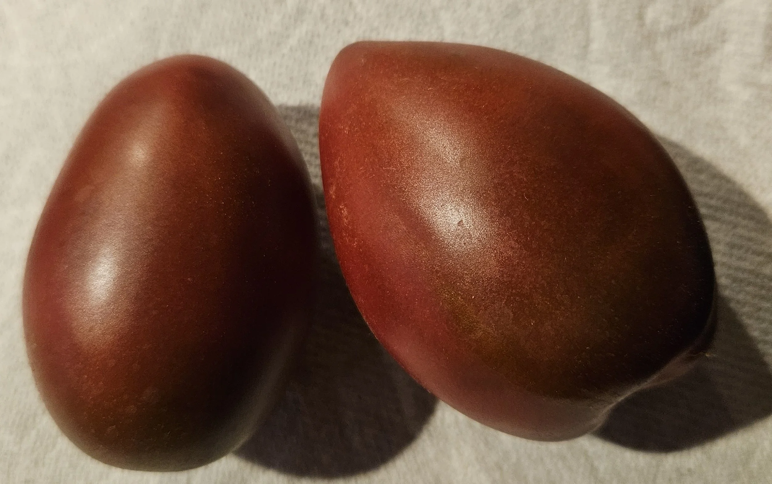 Tomato seedling - Purple Russian (aka, Ukrainian Purple)