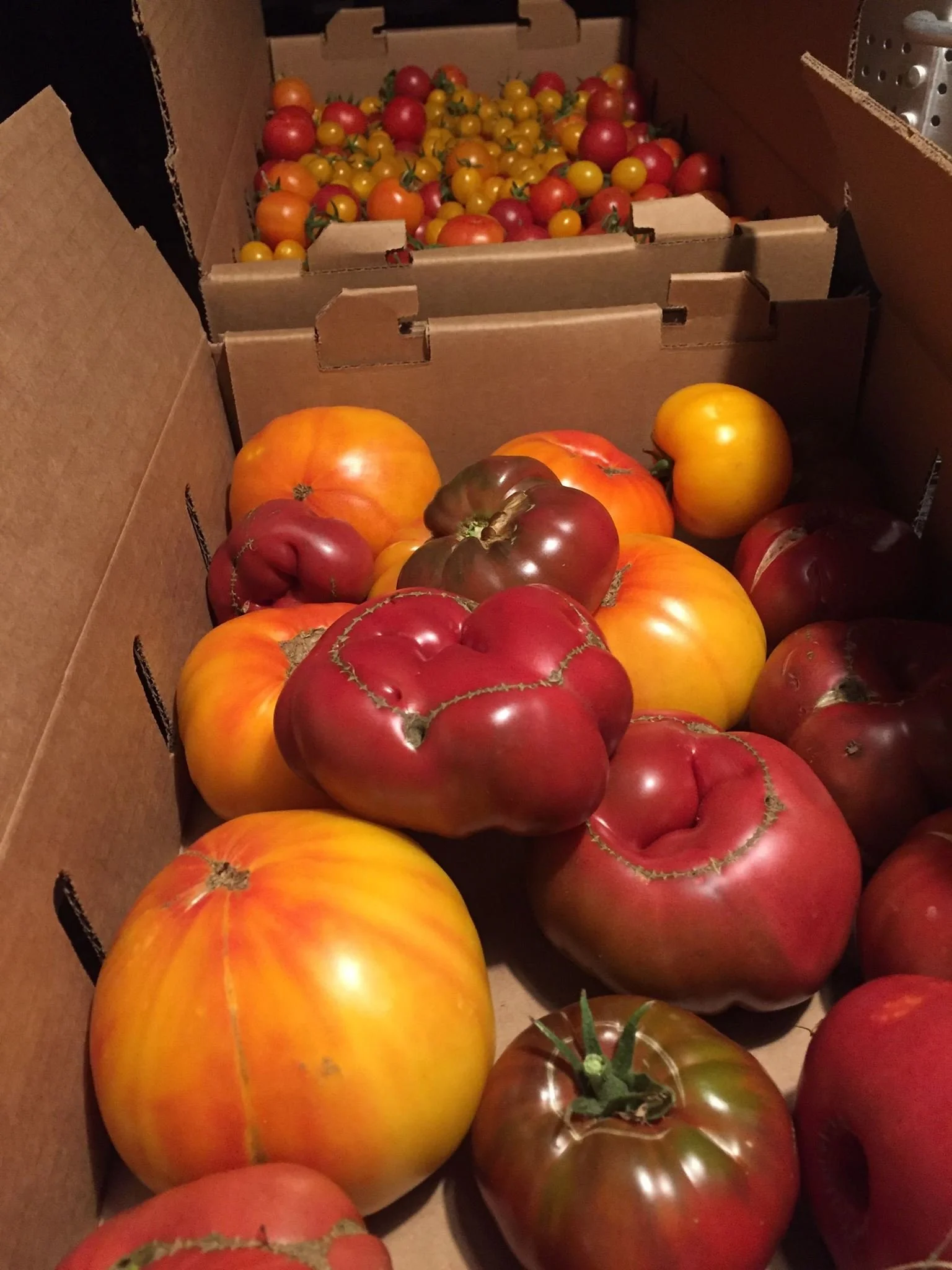 Flat of tomatoes.jpg