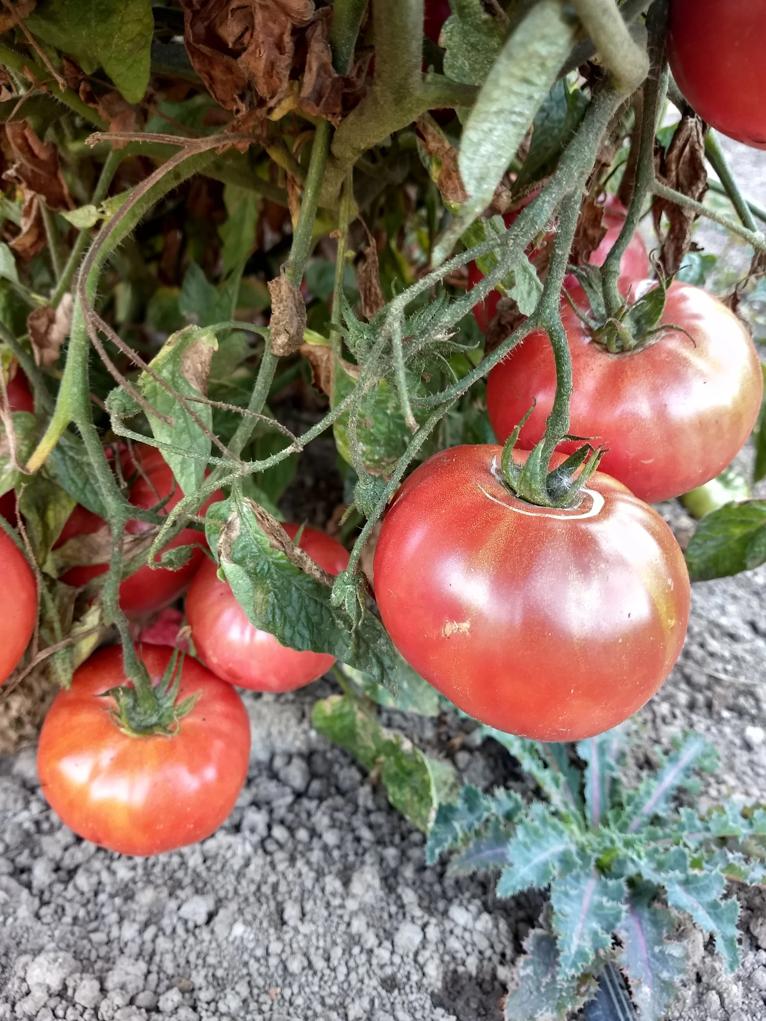 Tomato seedling, beefsteak - Shirvey