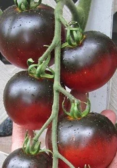 Tomato seedling - Indigo Apple