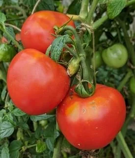 Tomato seedling - Sasha's Altai