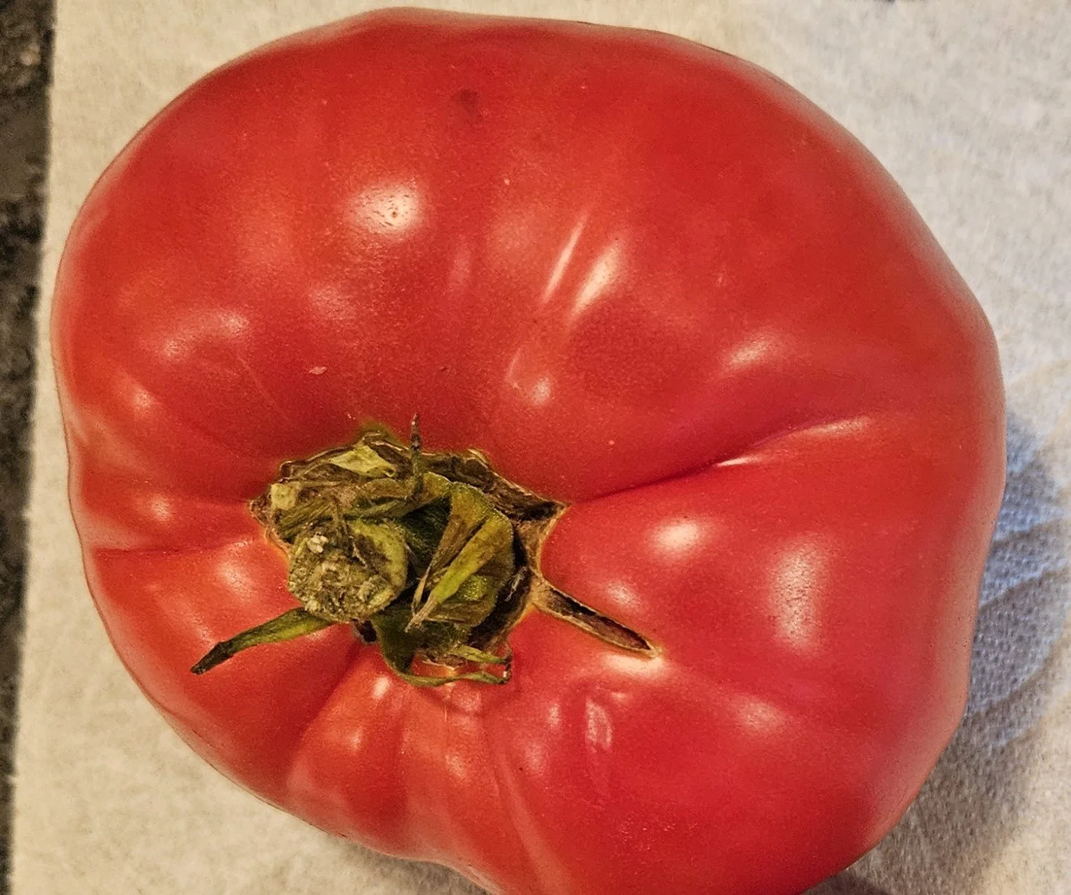Tomato seedling - Italian Tree