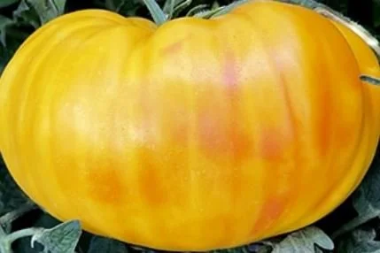 Tomato seedling - Hawaiian Pineapple