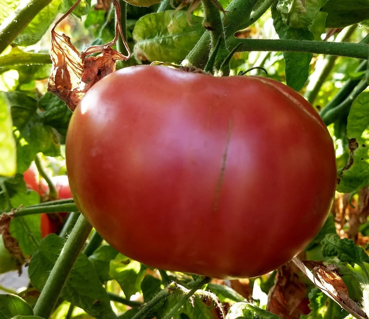 Tomato seedling, beefsteak - Chianti Rose