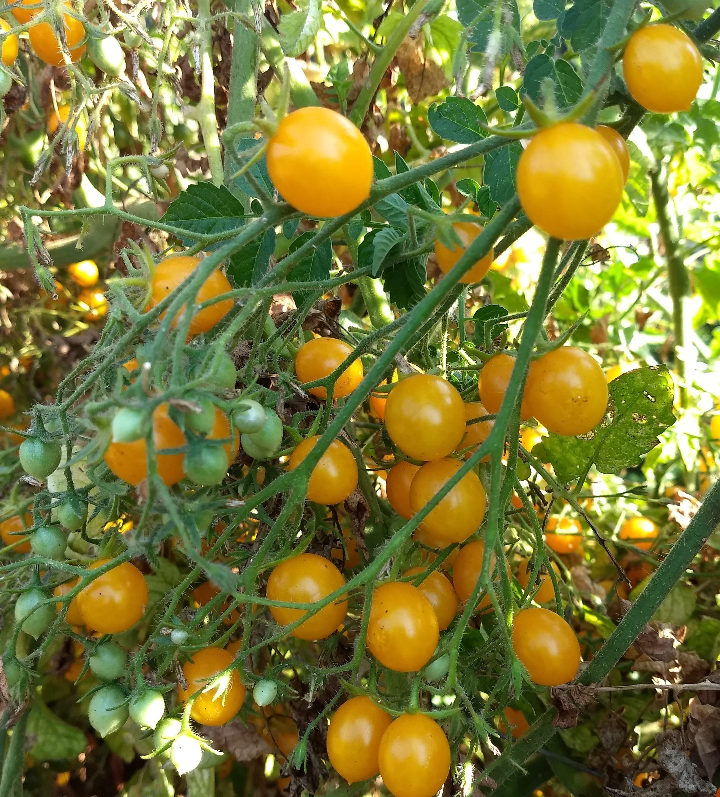 Cherry Tomato seedling - Blondkopfchen