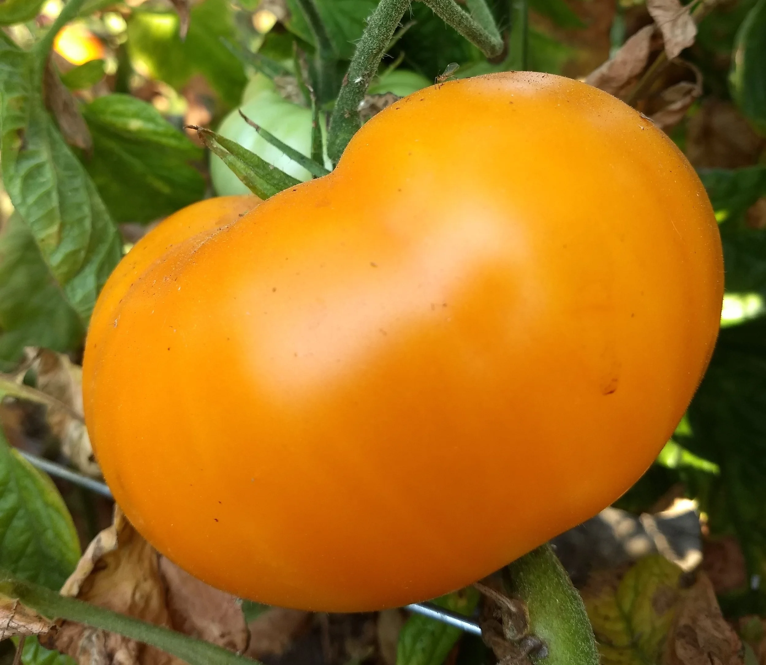 Tomato seedling, beefsteak - Brandywine Yellow