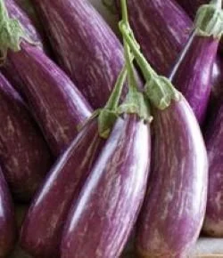 Eggplant seedling - Fairytale