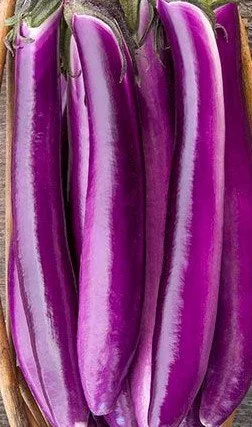 Eggplant seedling - Ping Tung