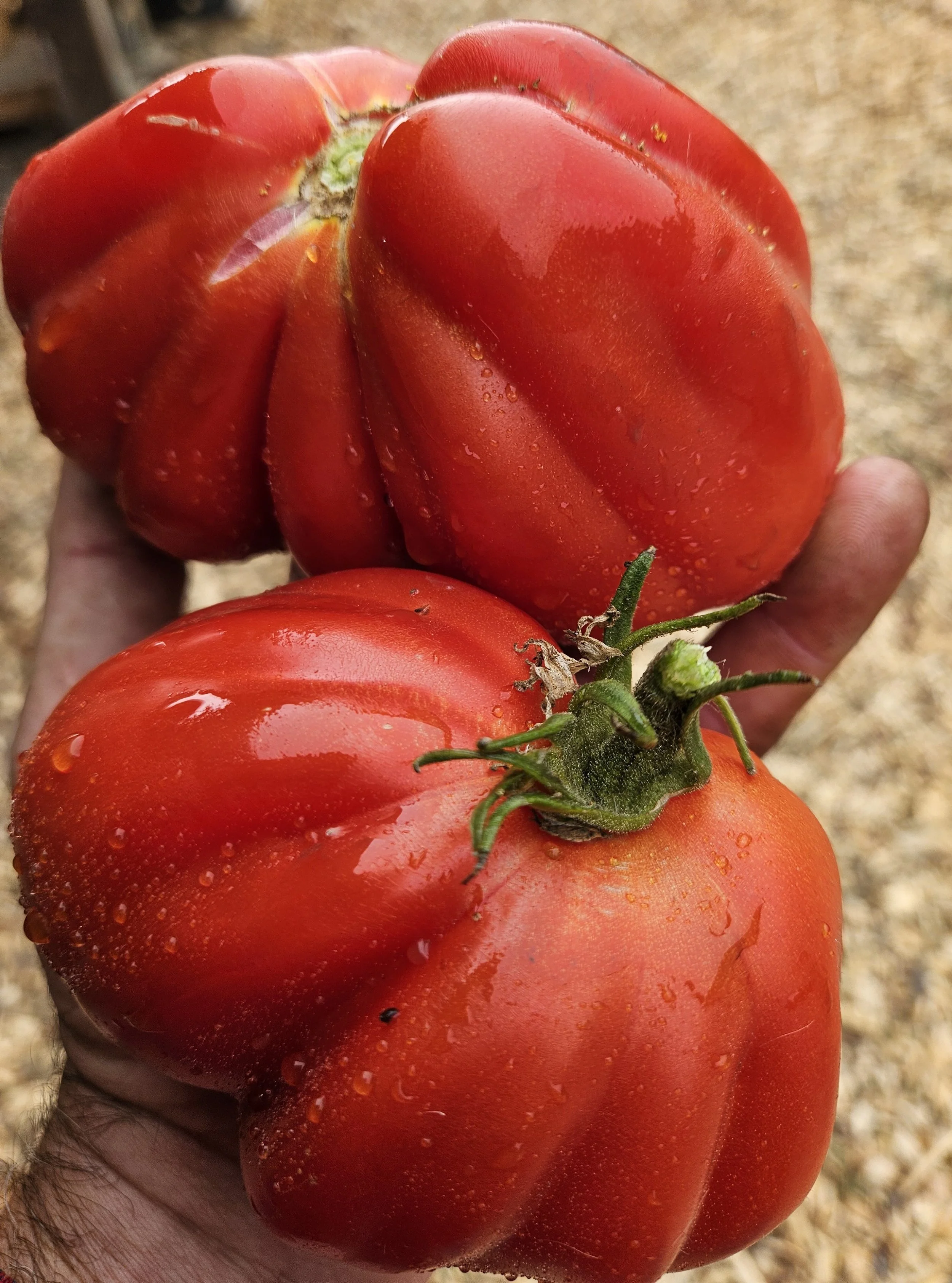 Tomato seedling, paste - Goldman's Italian