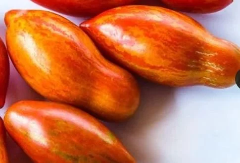 Tomato seedling, saladette - Prairie Fire