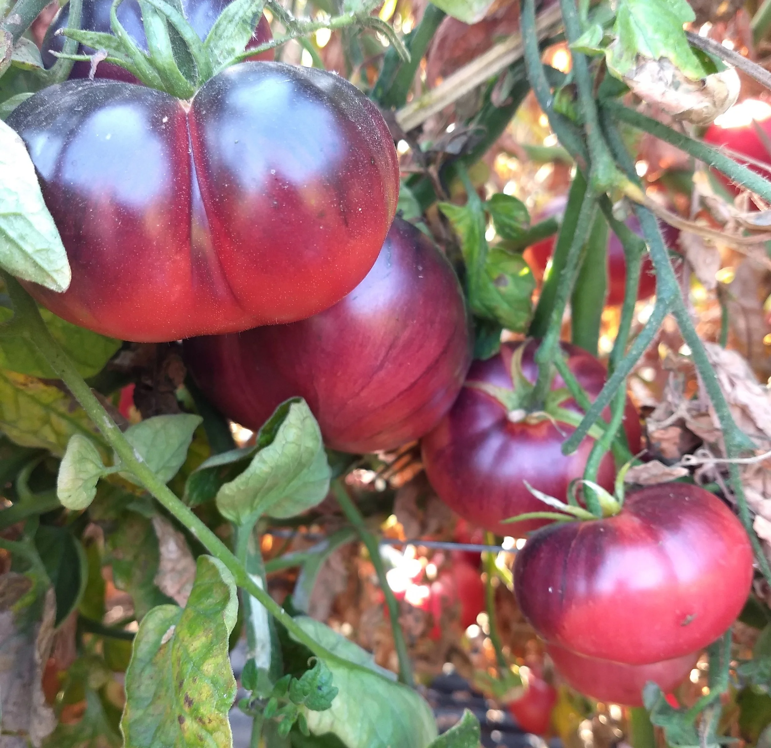 Tomato seedling, beefsteak - Blue Beauty