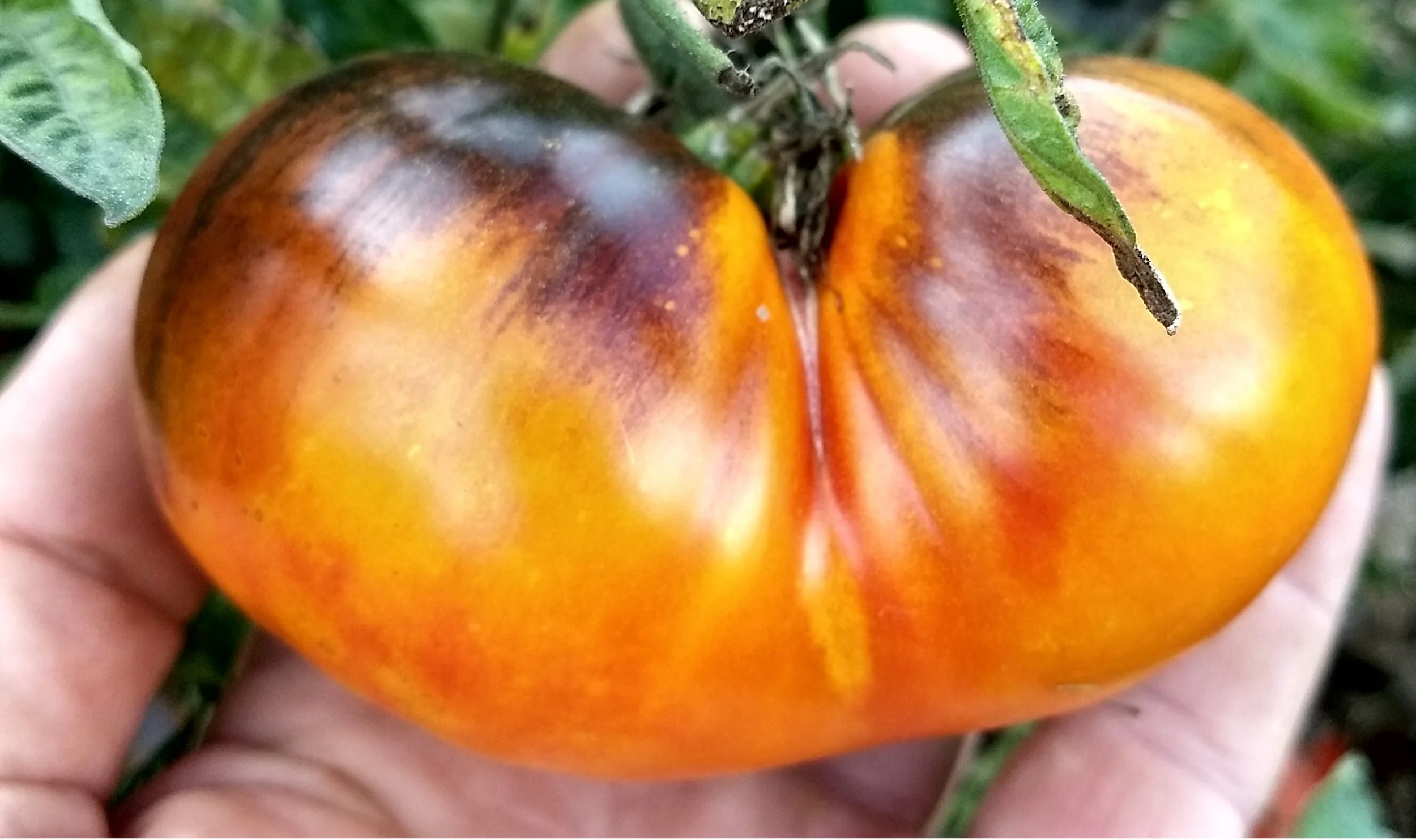 Tomato seedling - Lucid Gem