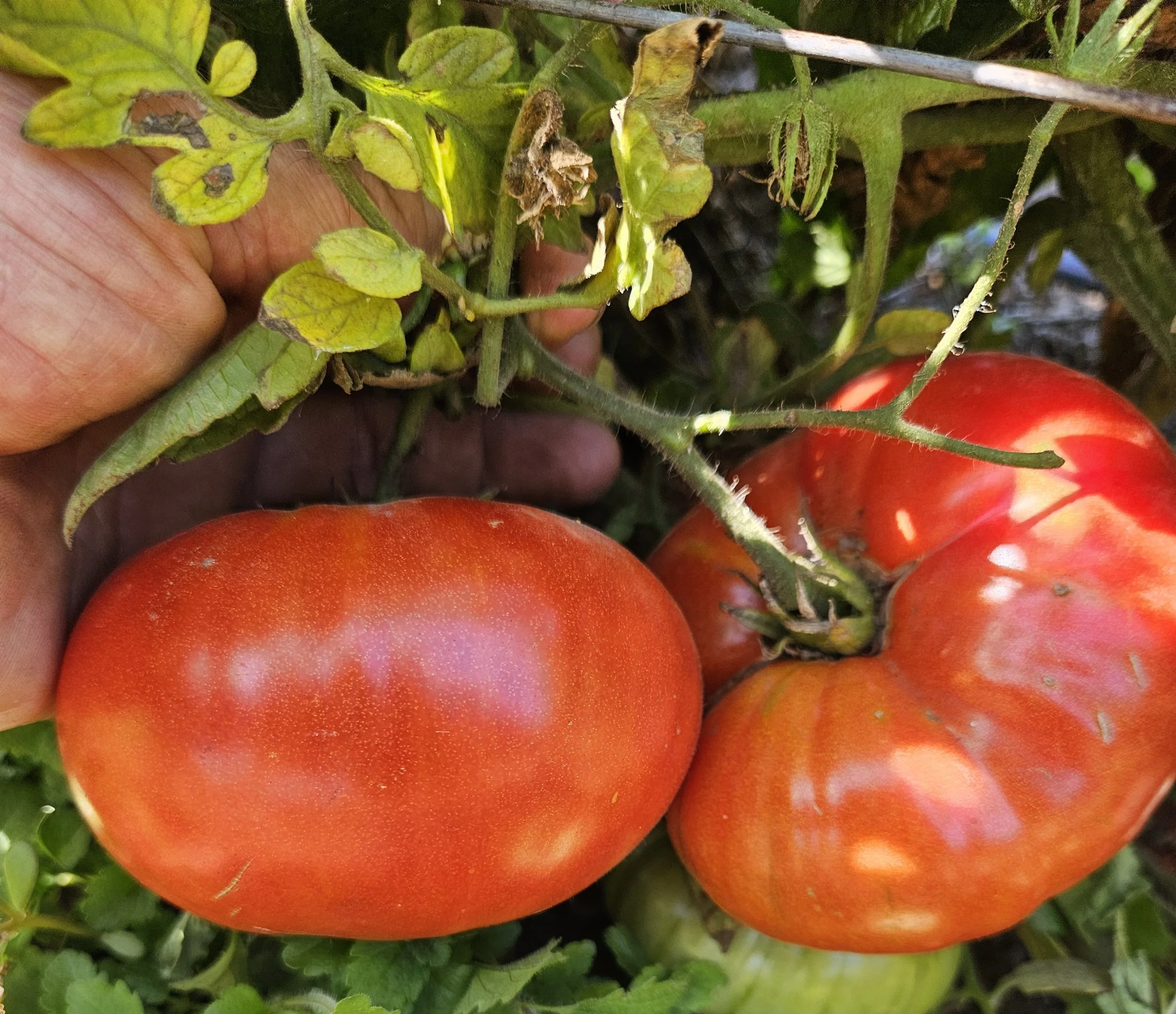 Tomato seedling - Maniye