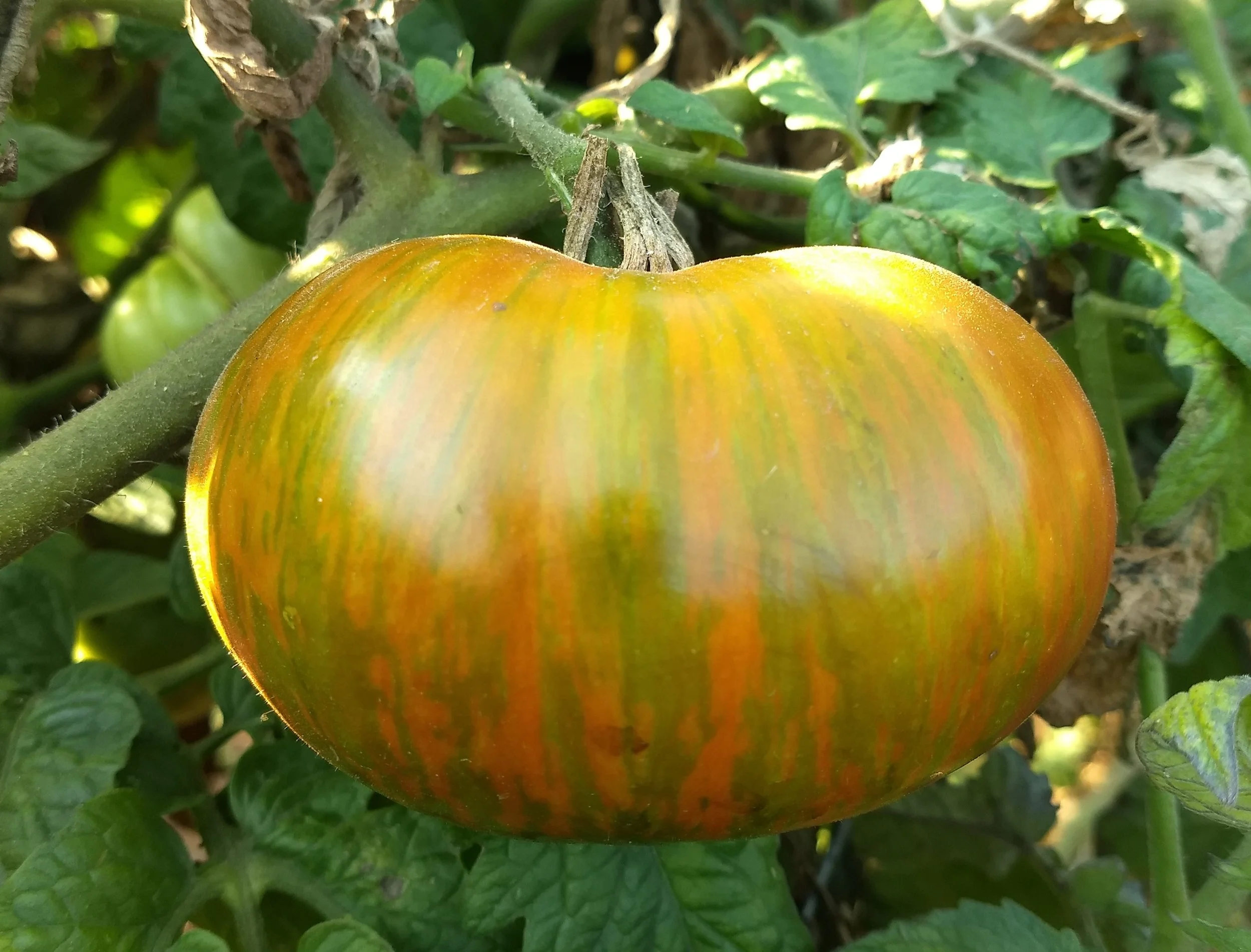 Tomato seedling, beefsteak - Berkeley Tie Dye, Green