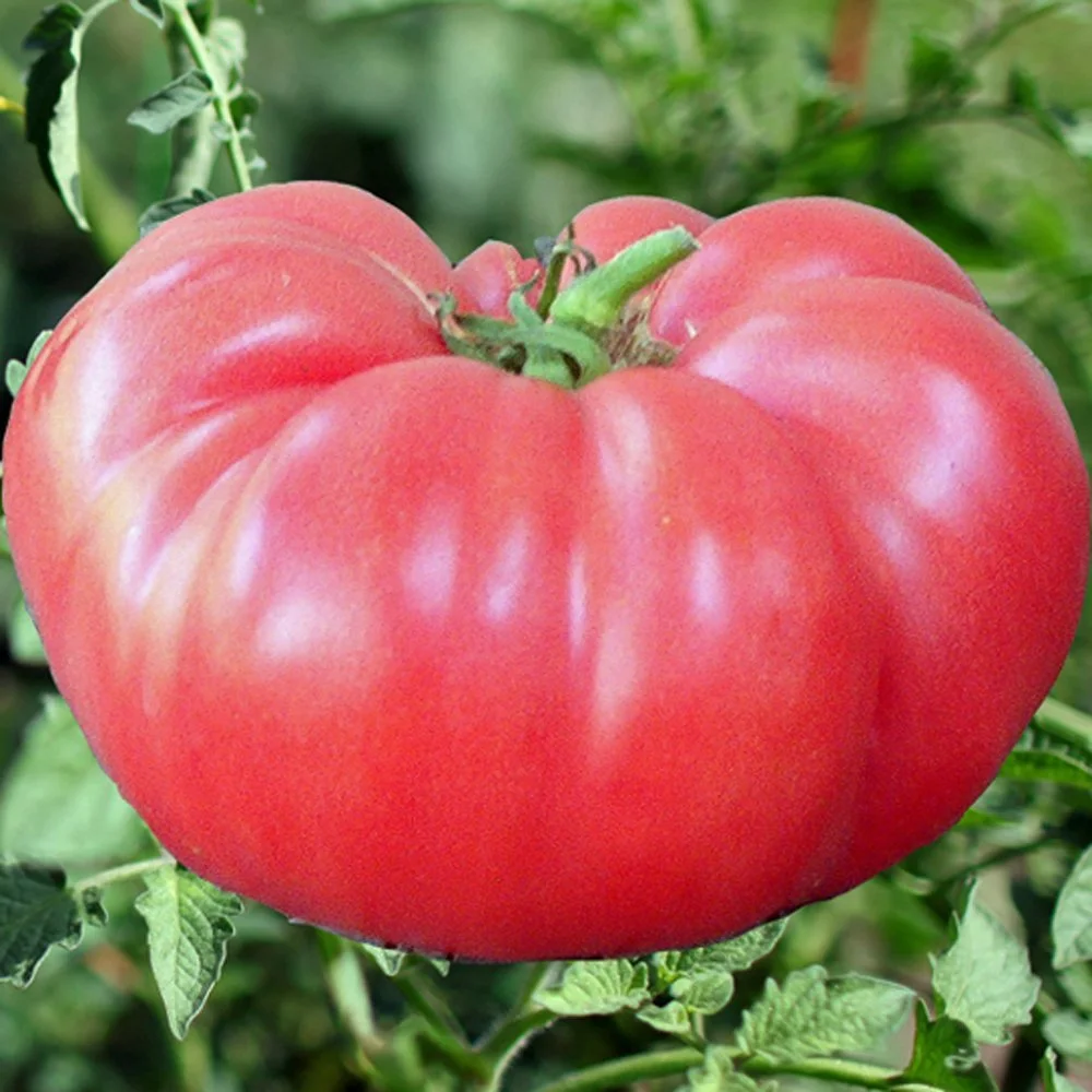 Tomato seedling, beefsteak - Brandywine Pink