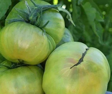 Tomato seedling, beefsteak  - Aunt Ruby's German Green