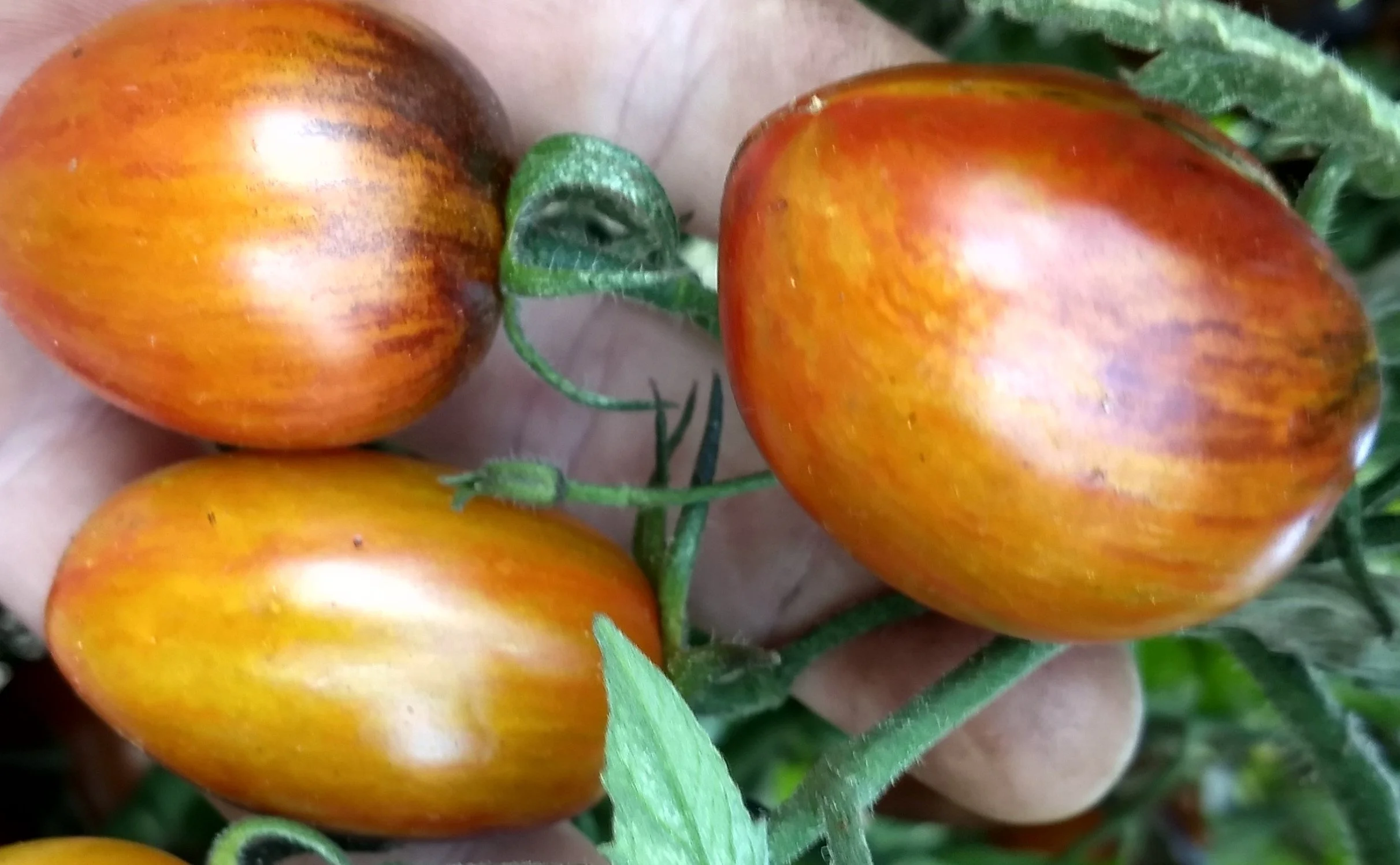 Cherry Tomato seedling, Large - Brad's Atomic Grape