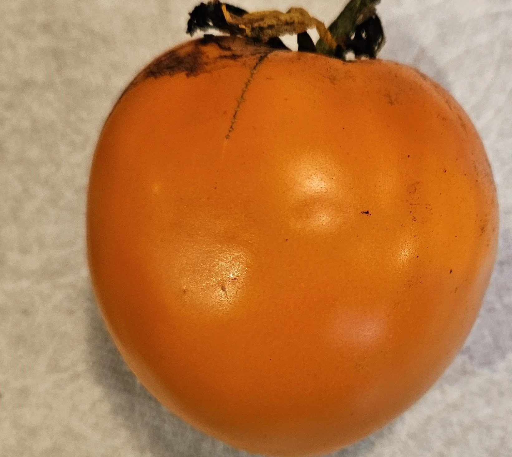 Tomato seedling - Hazel Gold