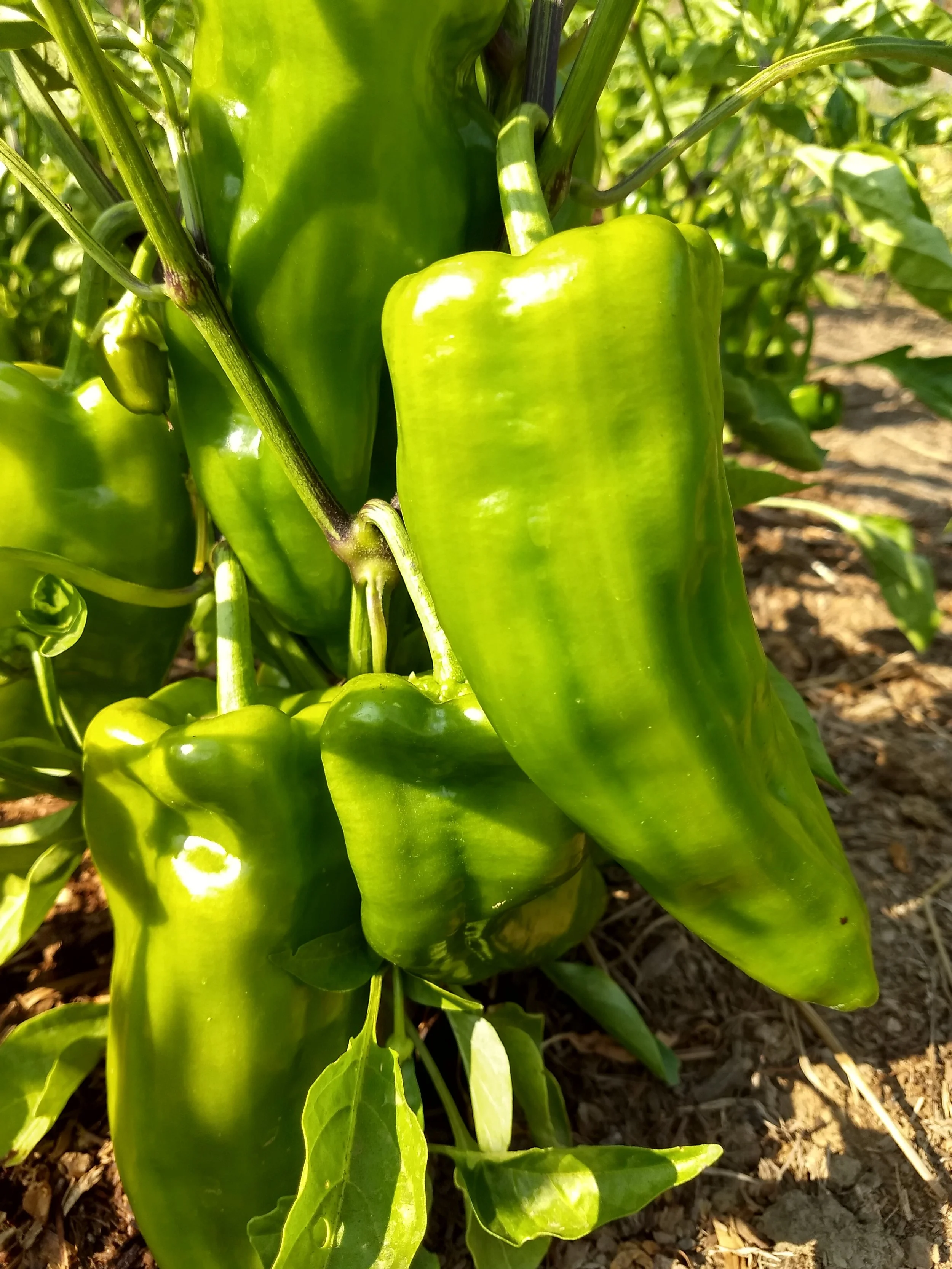 Pepper seedling - Big Jim