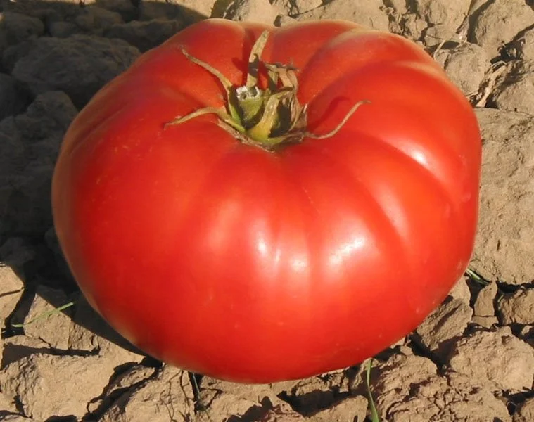 Tomato seedling, beefsteak - St. Ivy