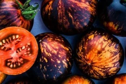 Tomato seedling, saladette - Queen of the Night