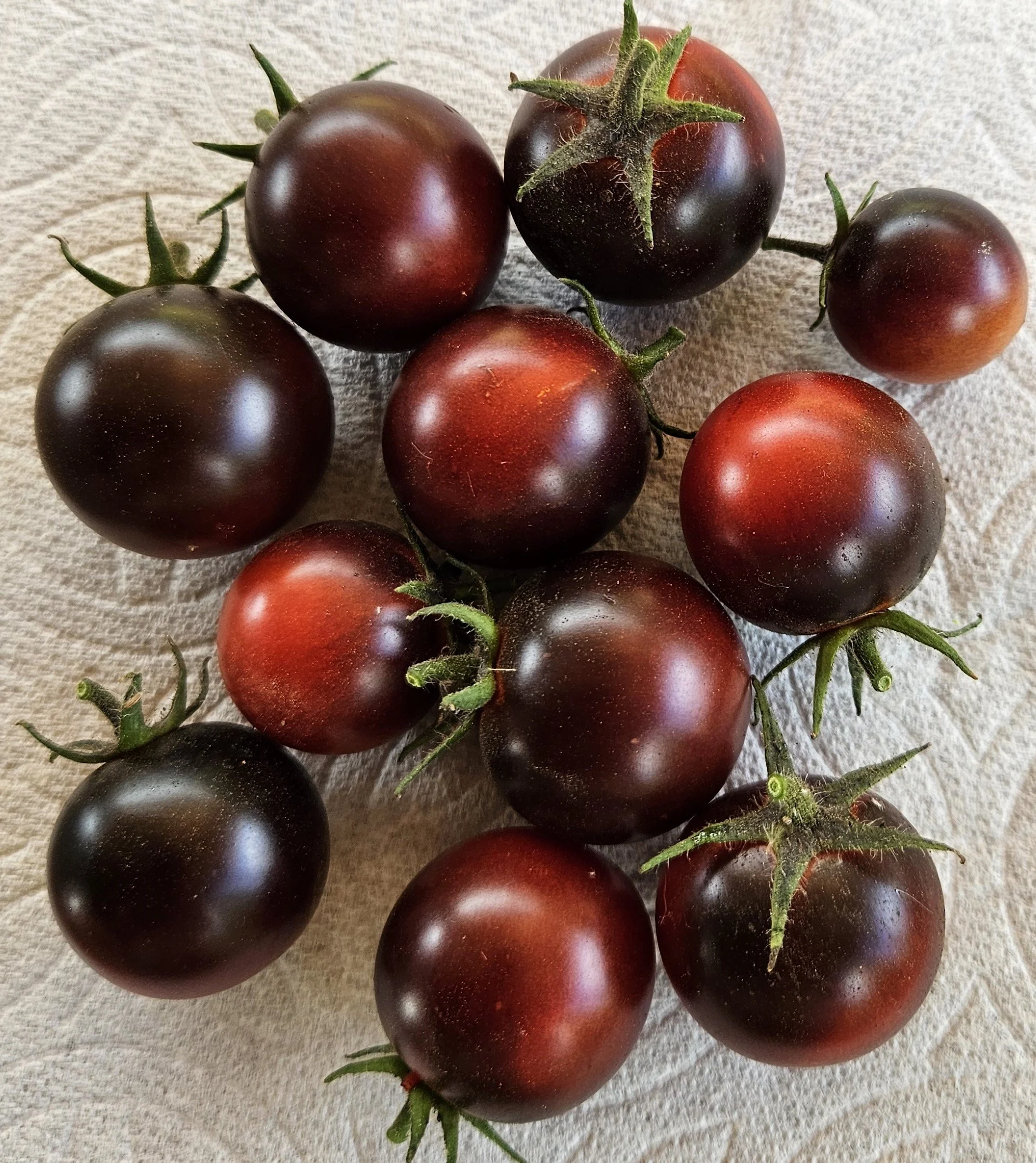 Cherry Tomato seedling - Dancing With Smurfs