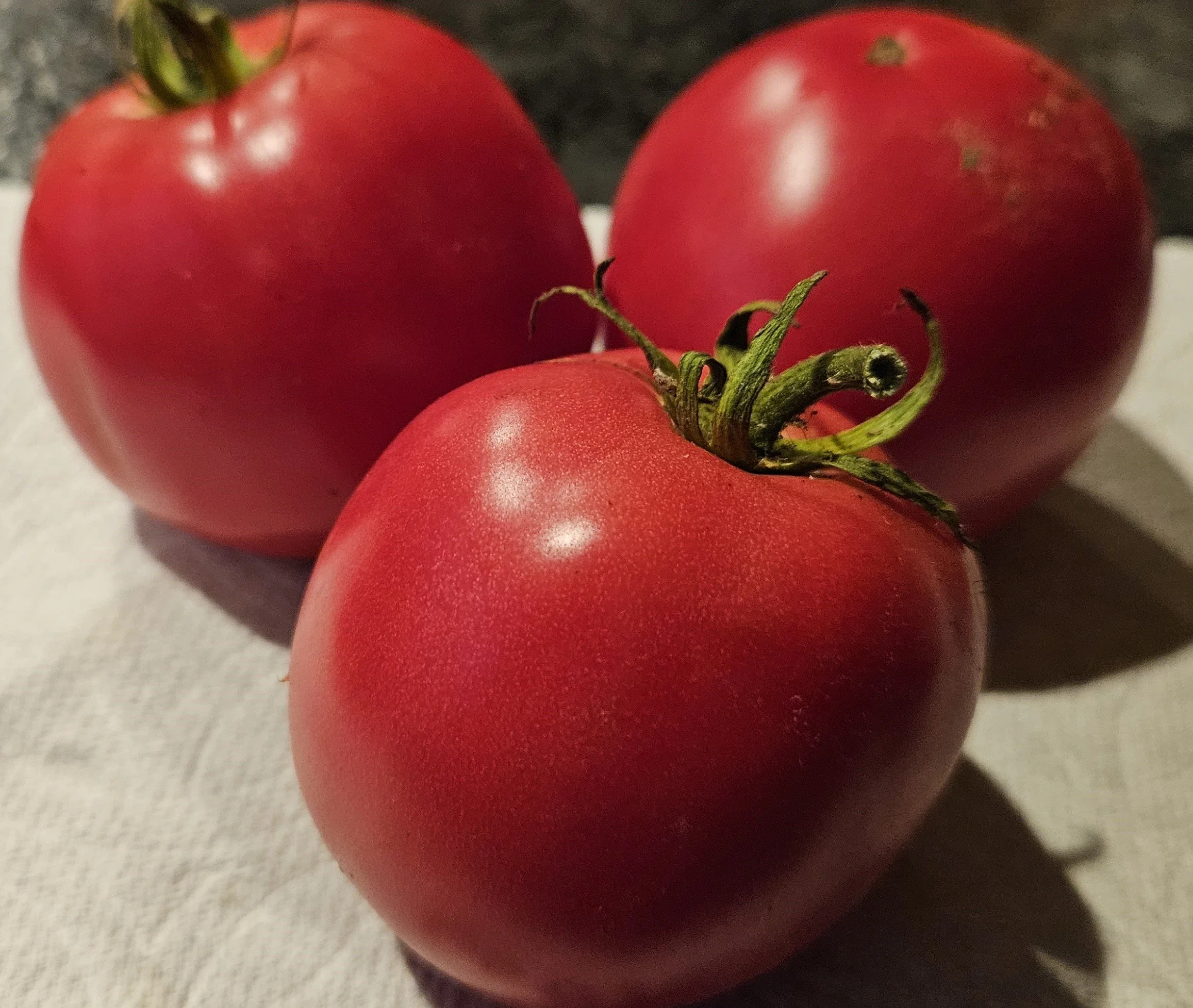 Tomato seedling - Goose Creek