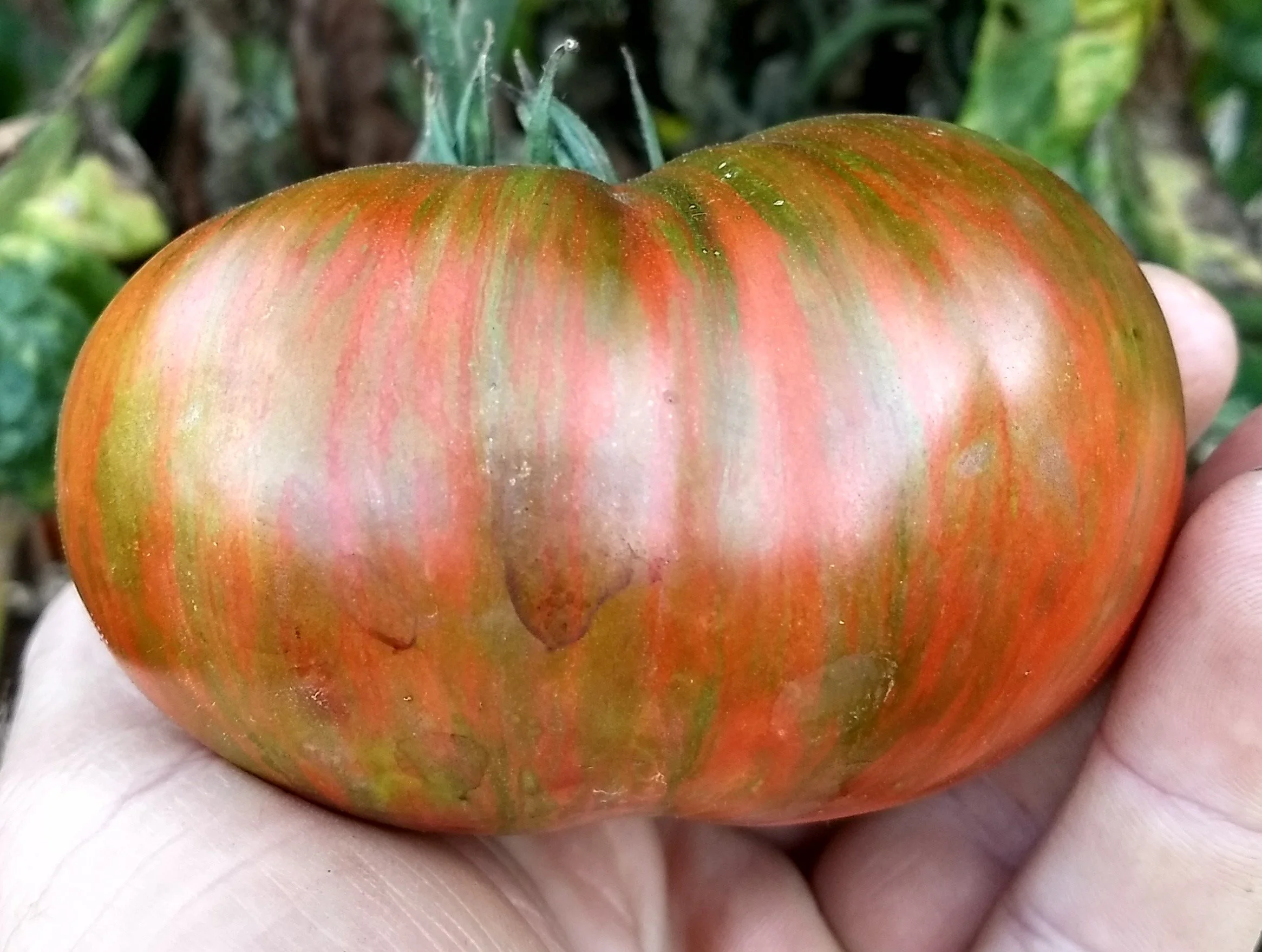 Tomato seedling, beefsteak - Chocolate Stripes