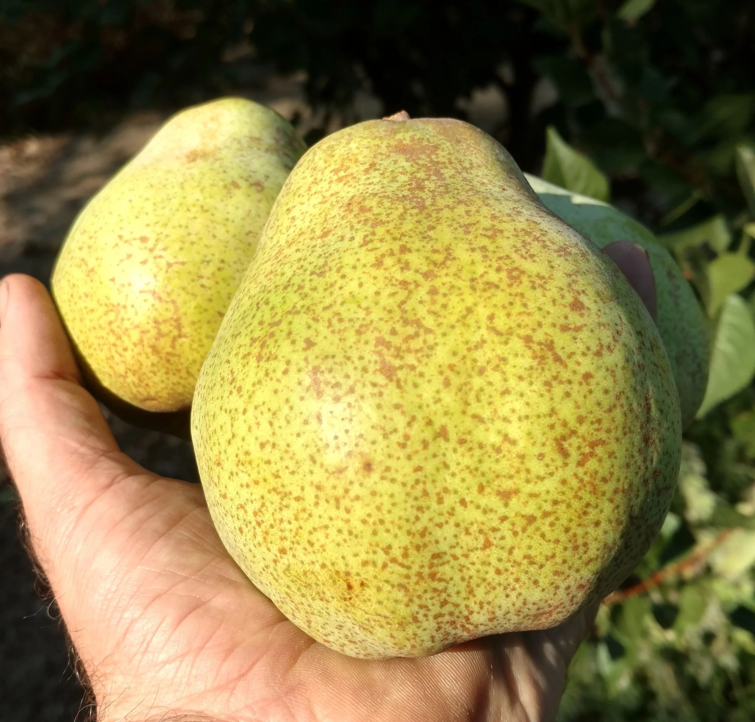 Comice pears.jpg