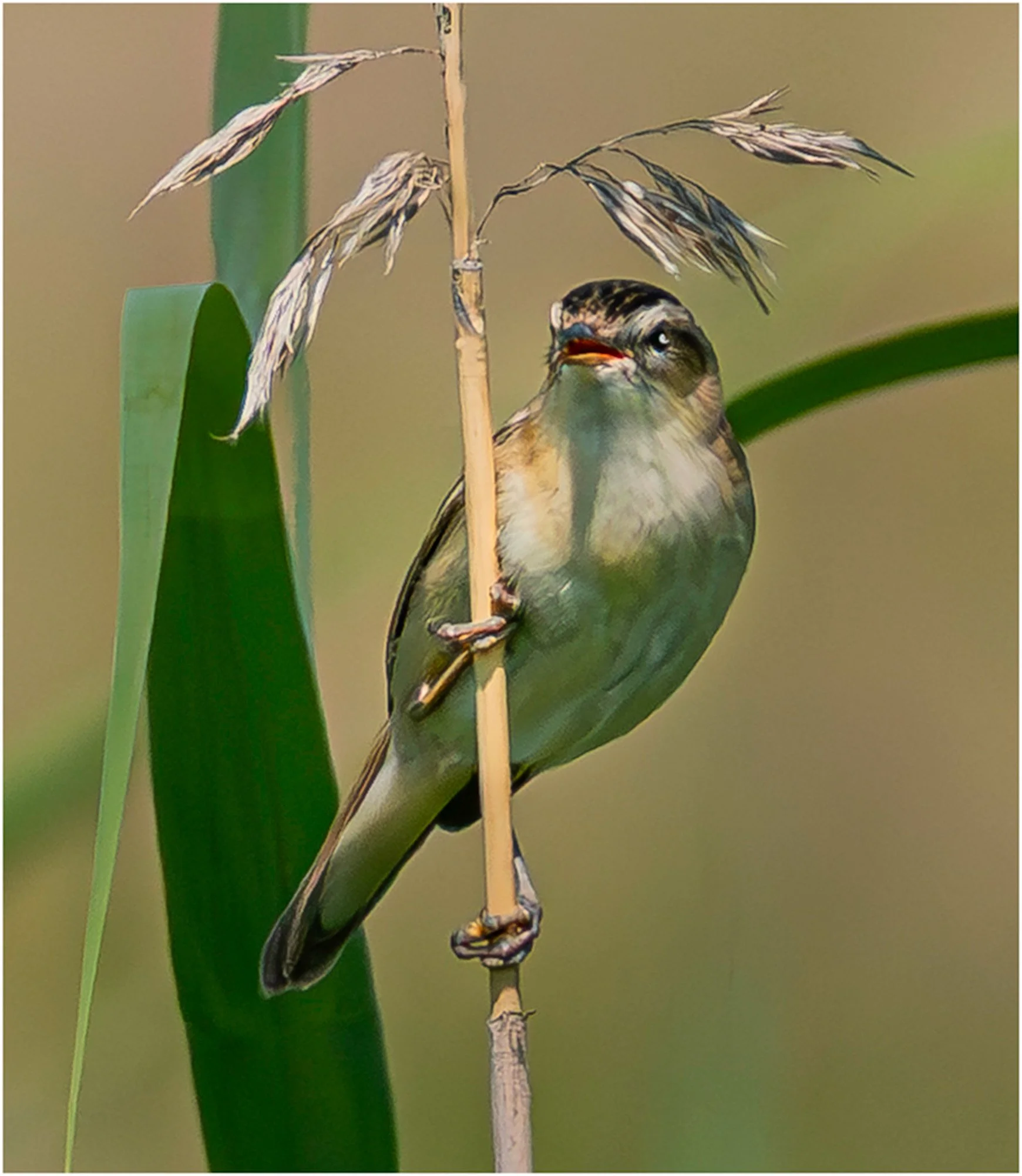 Tethered to the Breeze