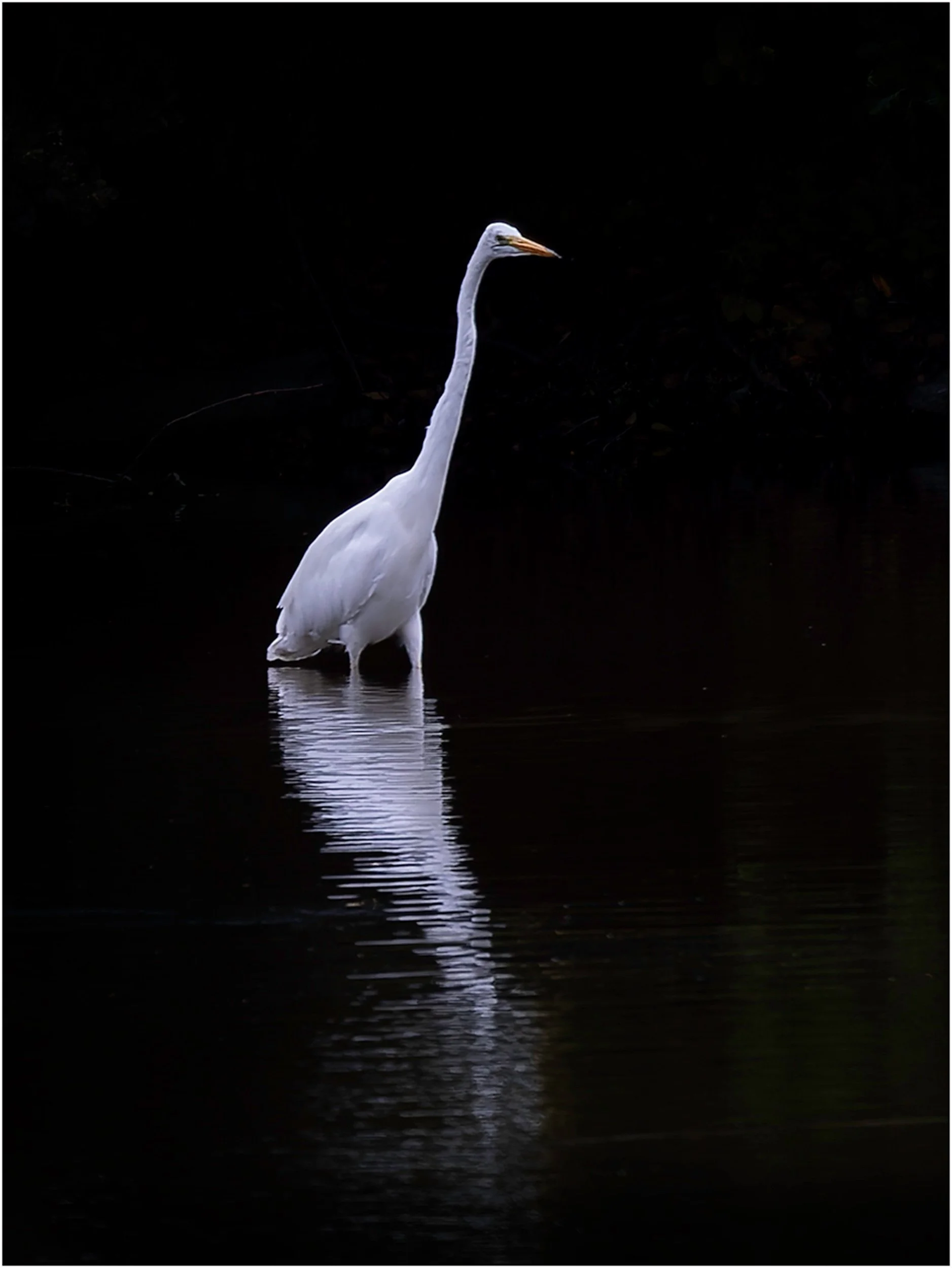 Stillness Made Visible