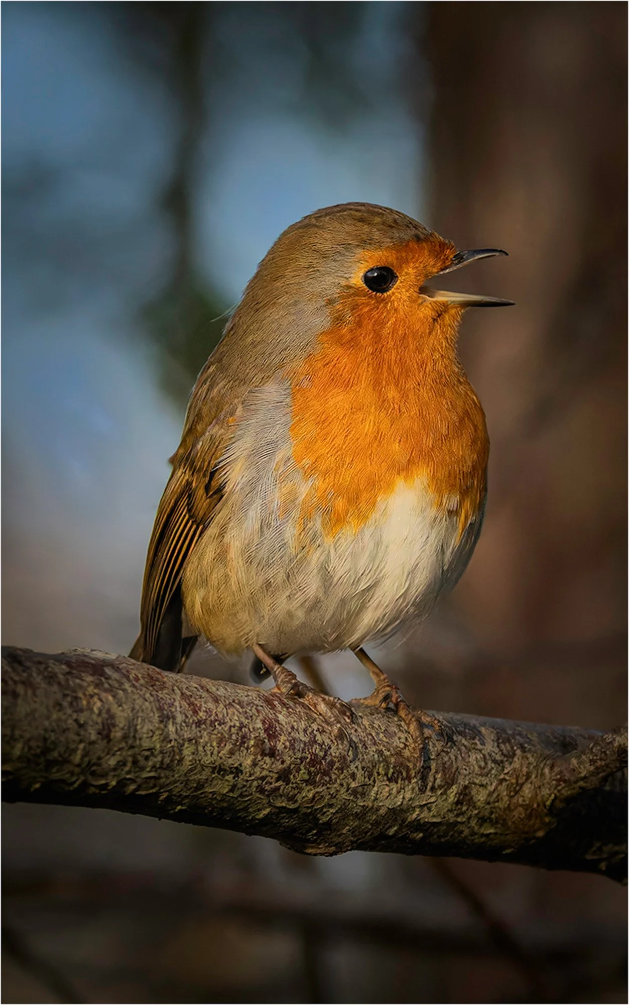 The Morning Declaration