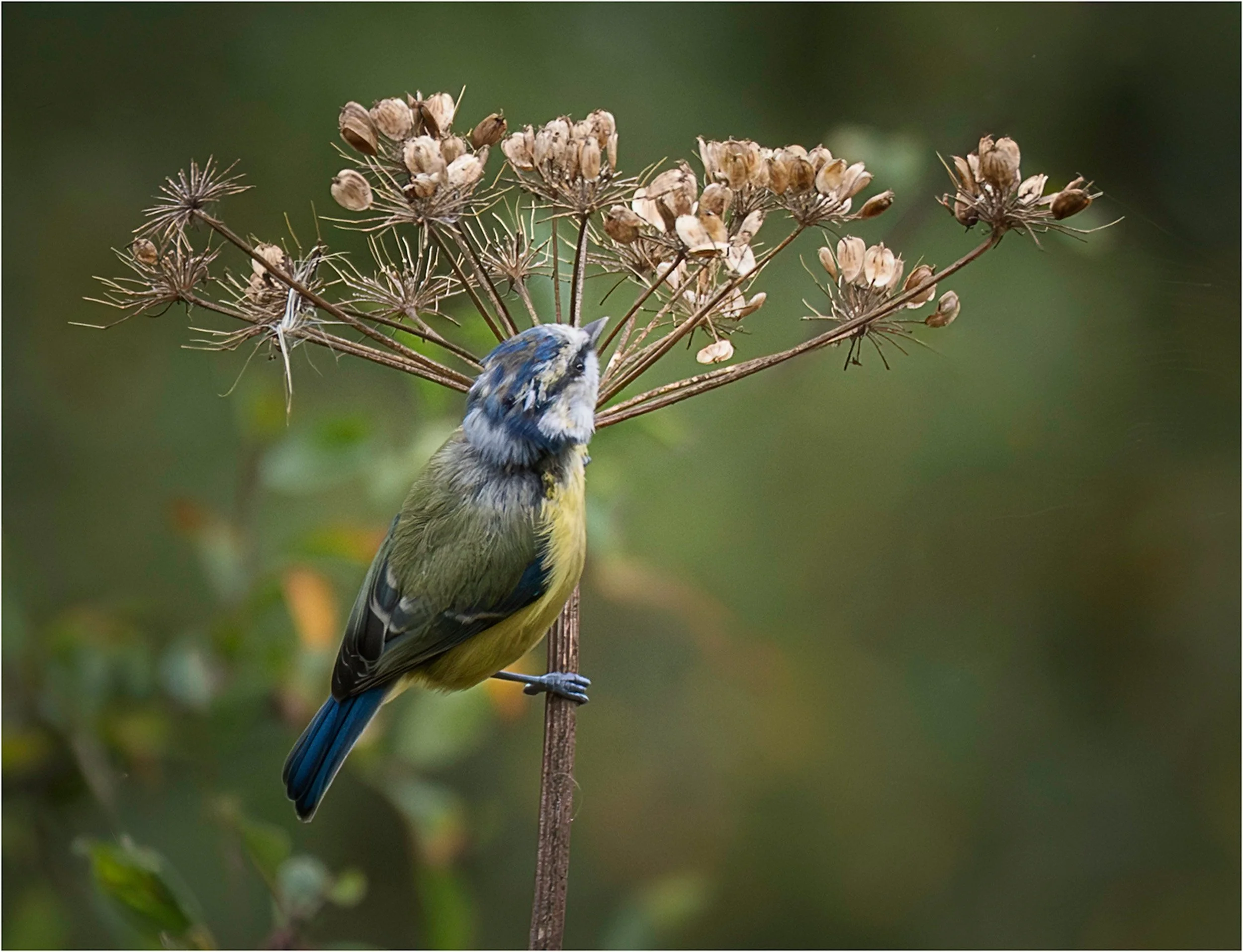 Among the Fading Stems