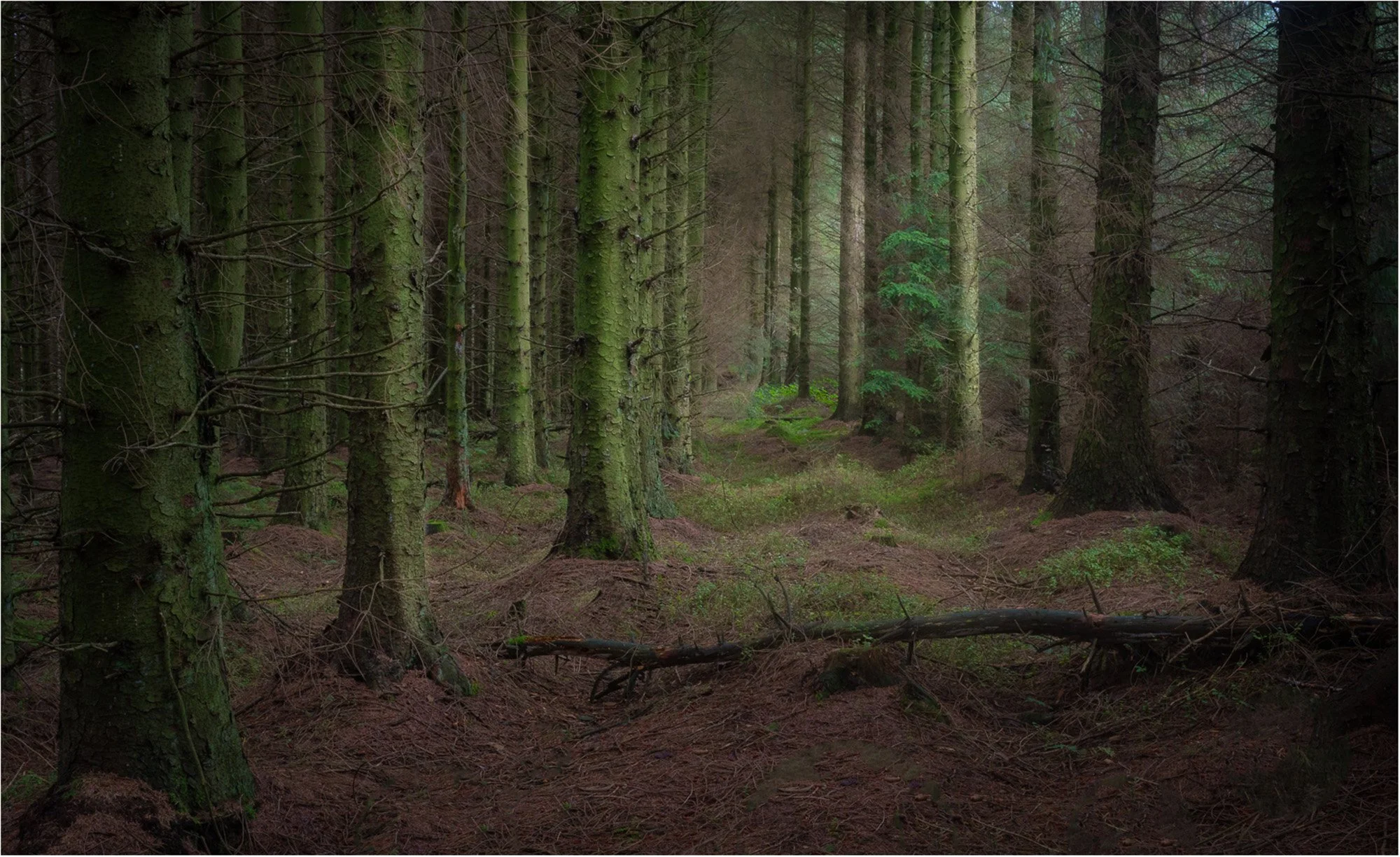 "Where the Forest Breaths" Llandegla Forest Wrexham