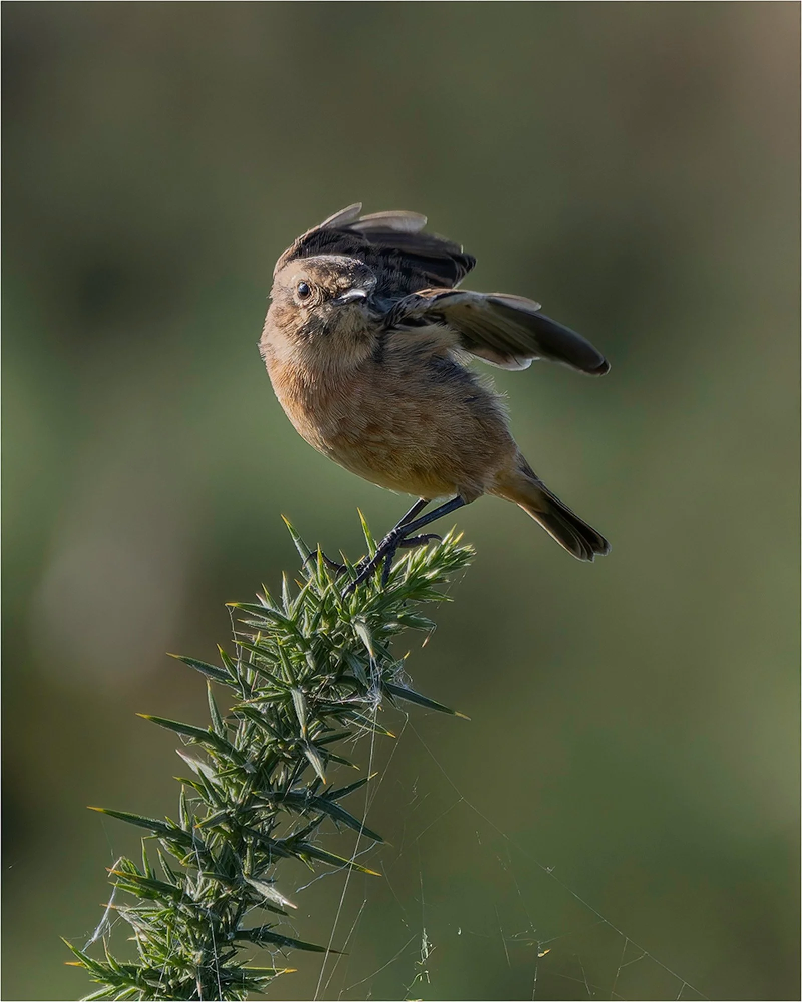 Sentinel of the Gorse