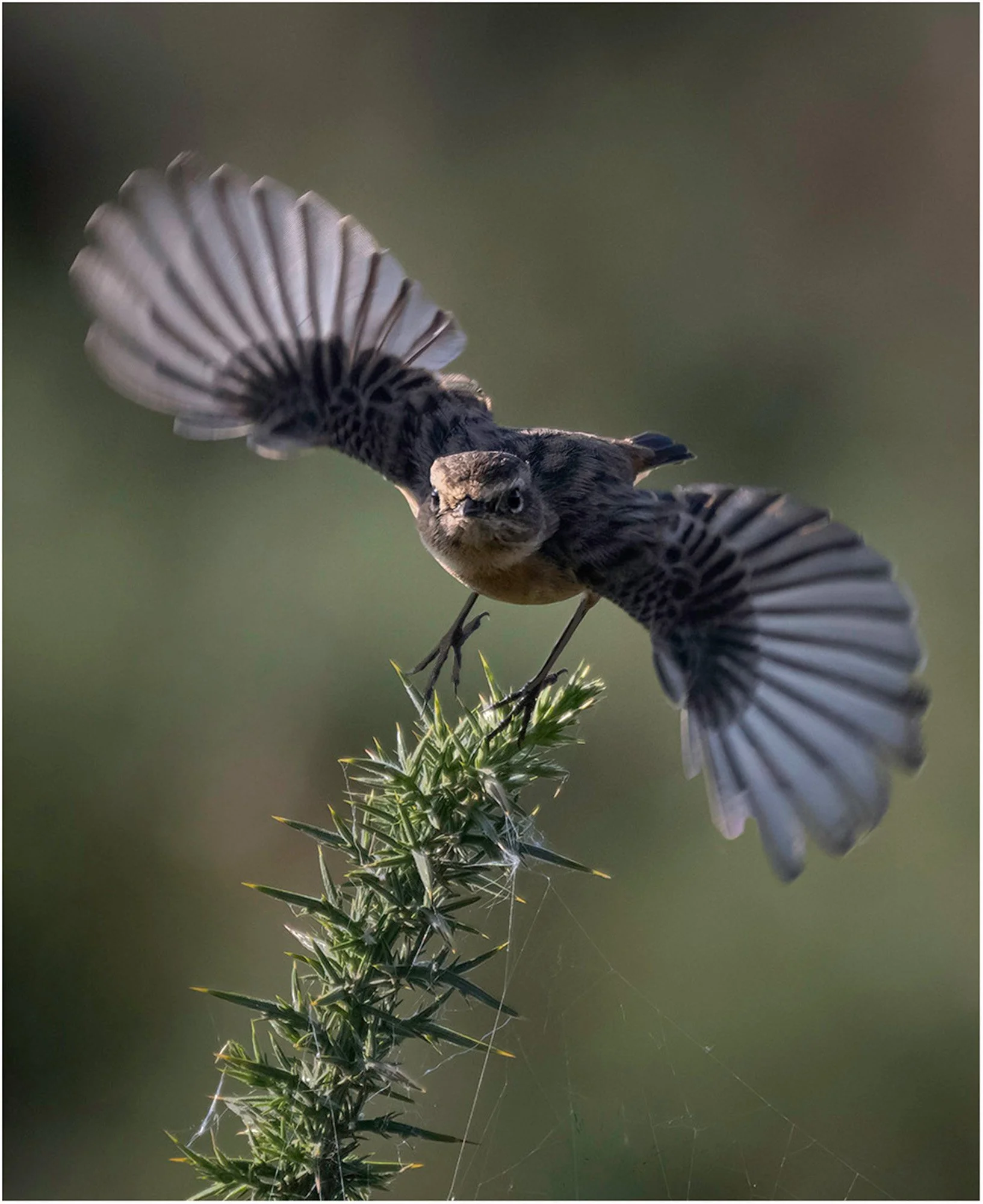 Wildlife -  Studies in patience, light and quiet observation