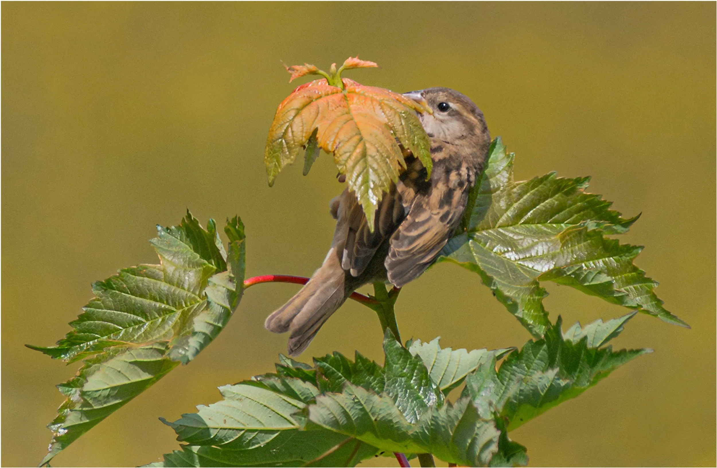 Held in the Autumn Leaves