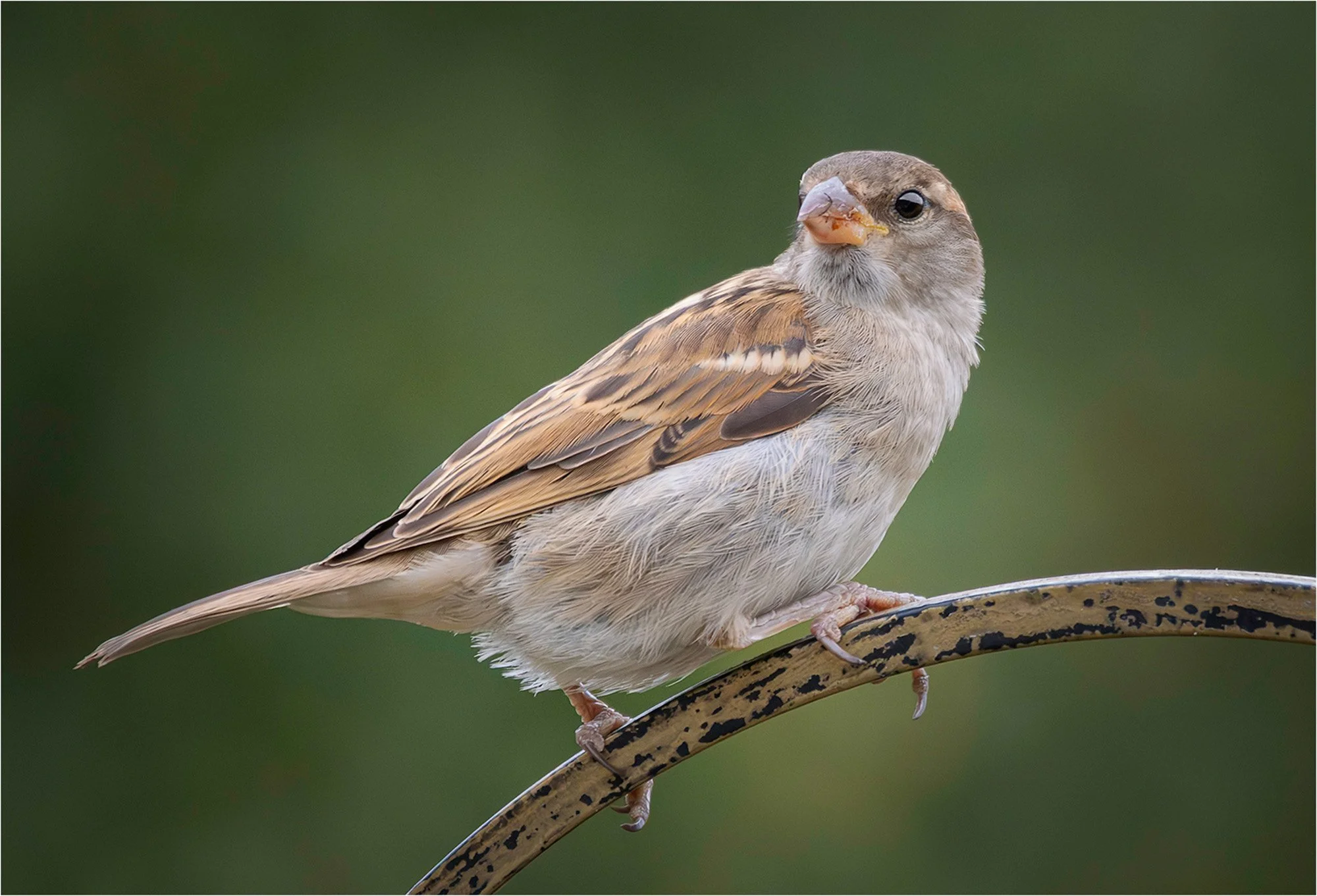 Common, Never Ordinary