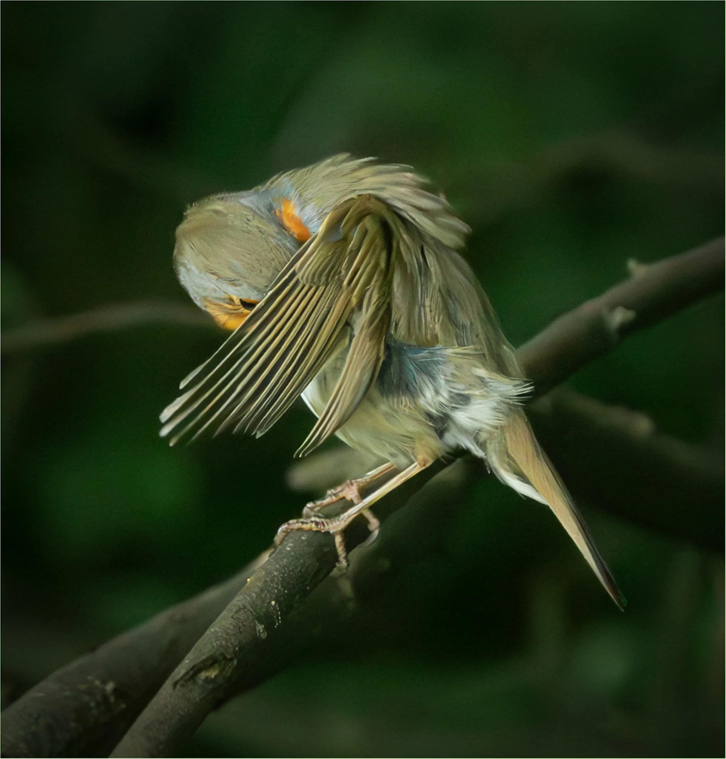 The Quiet of Feathers