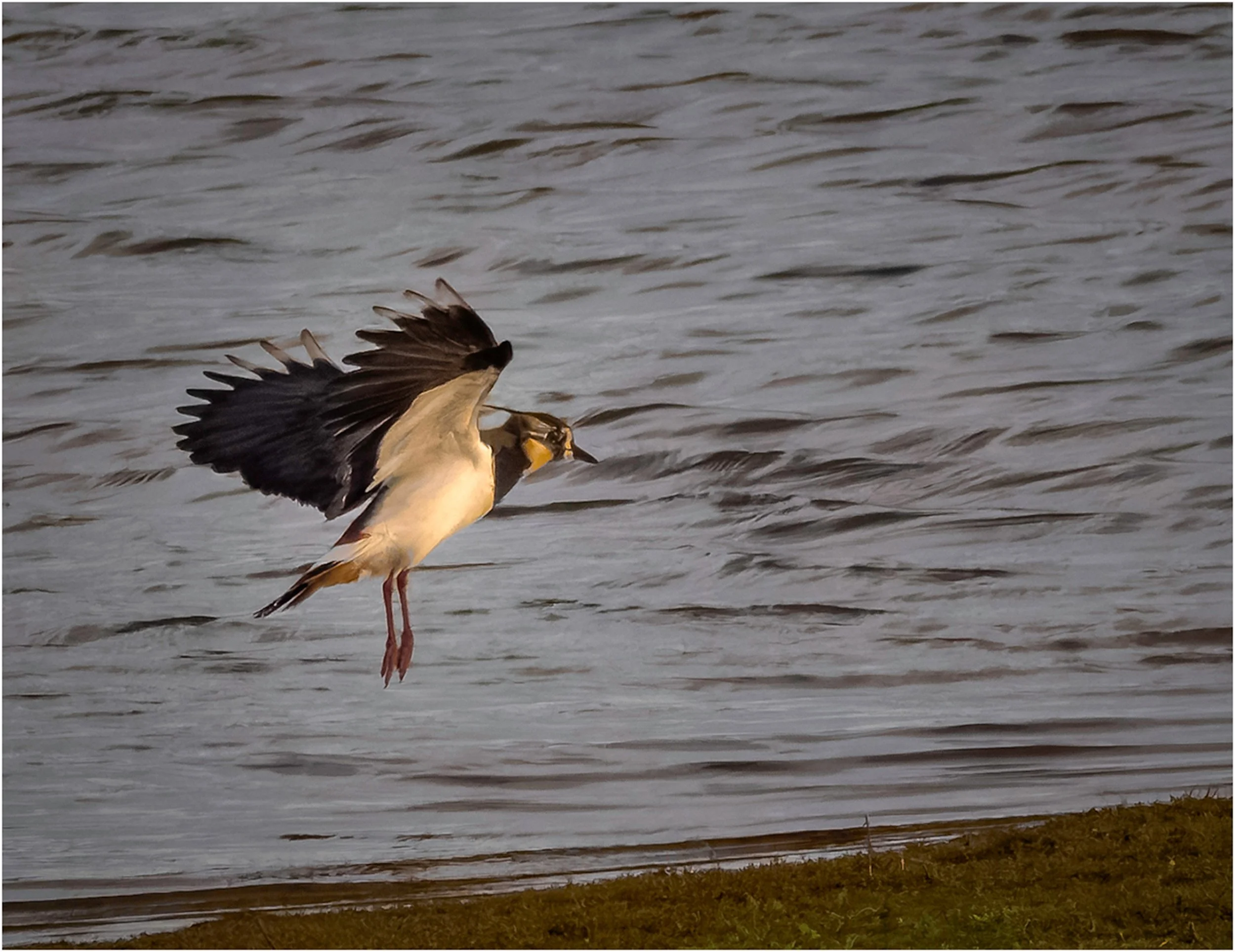 Held Between Wingbeats