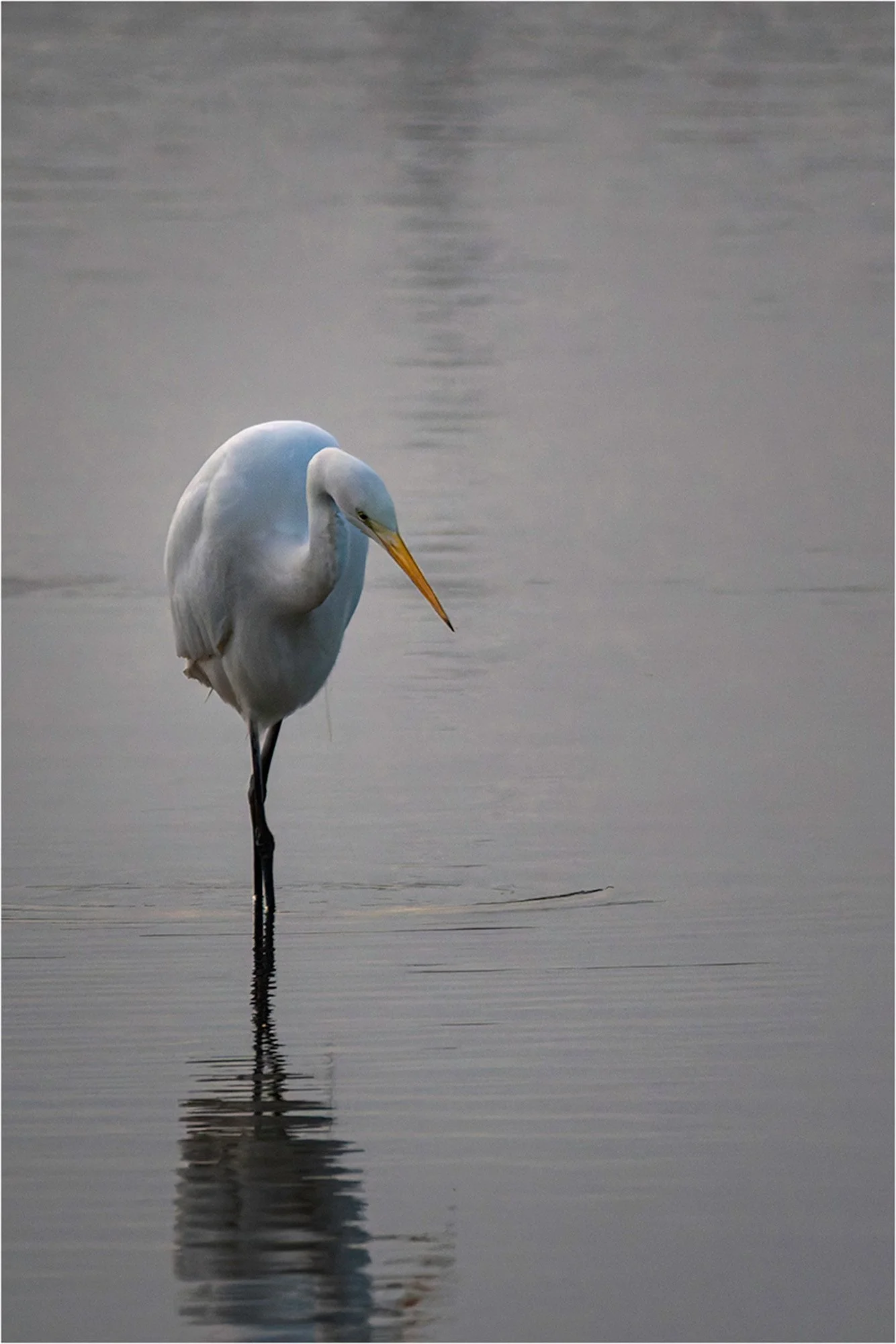 Where the Water Listens