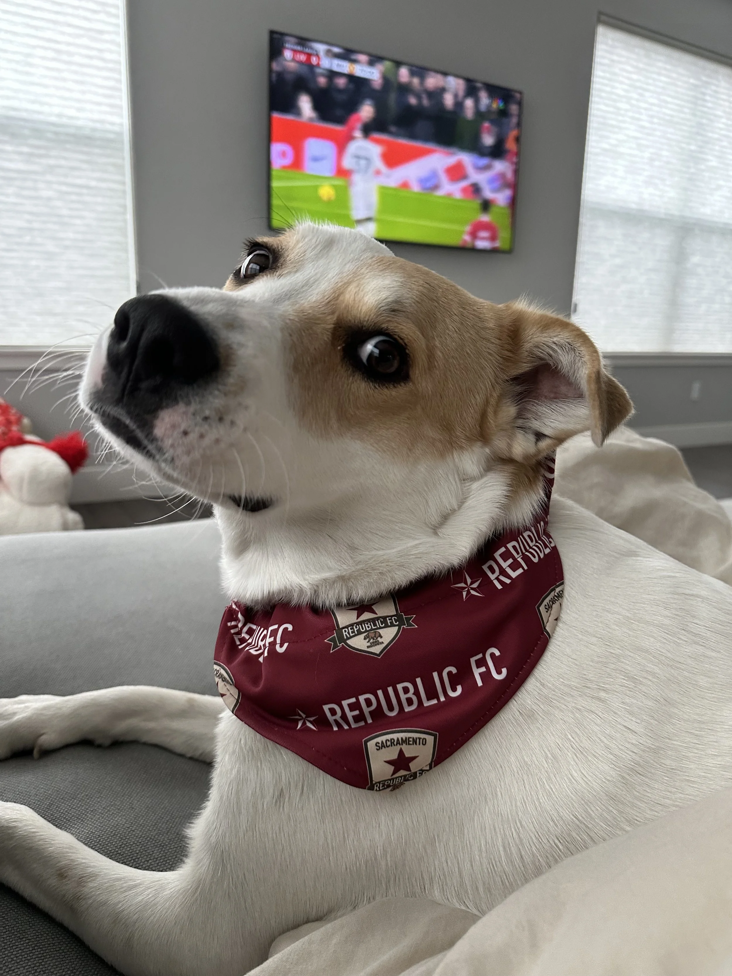 A white and tan dog lying on a couch wearing a maroon bandana with 'REPUBLIC FC' and 'Sacramento' logos, watching television in a bright living room.