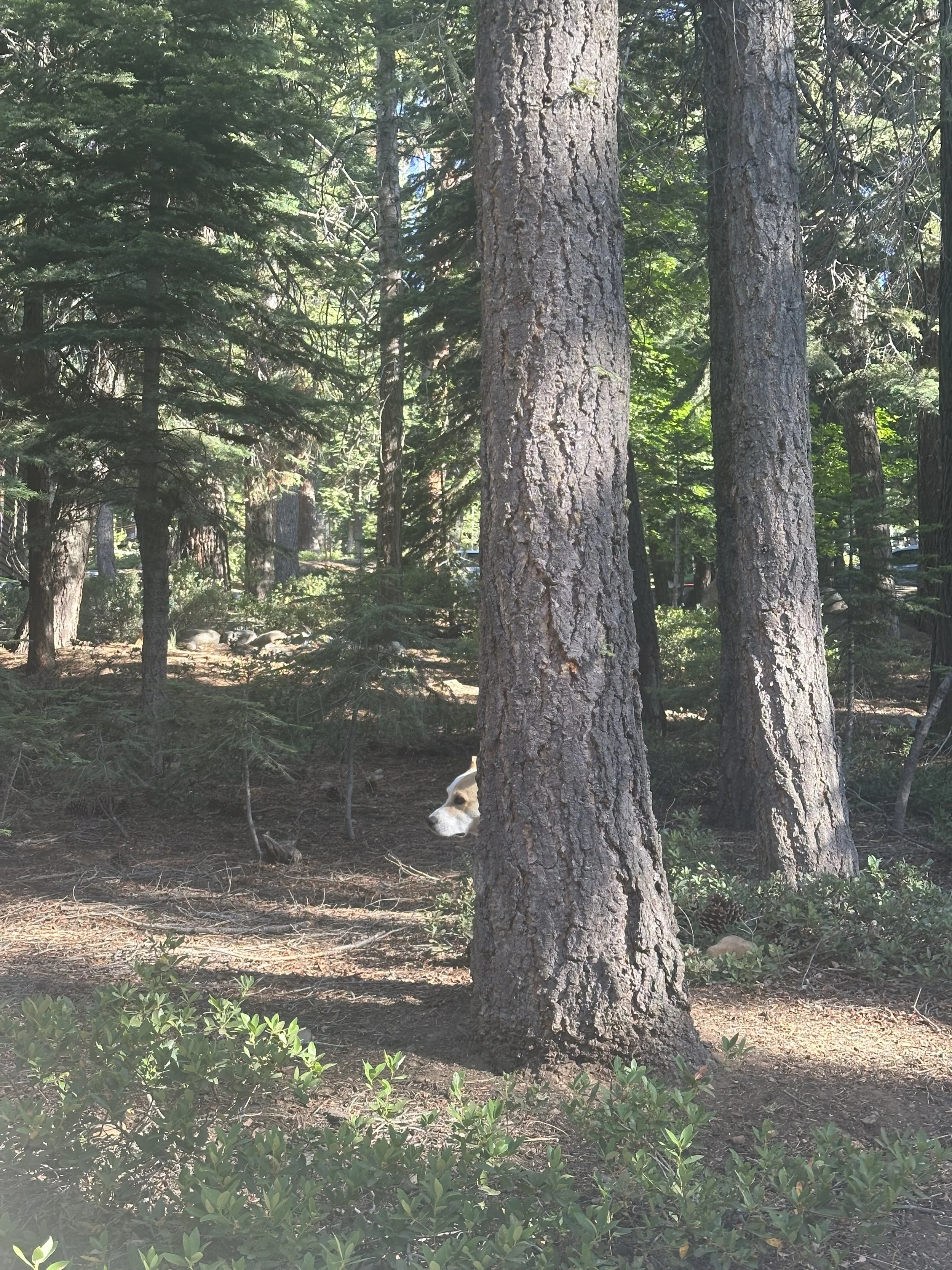 A dog partially hidden behind a tree in a forest, with only its head visible.