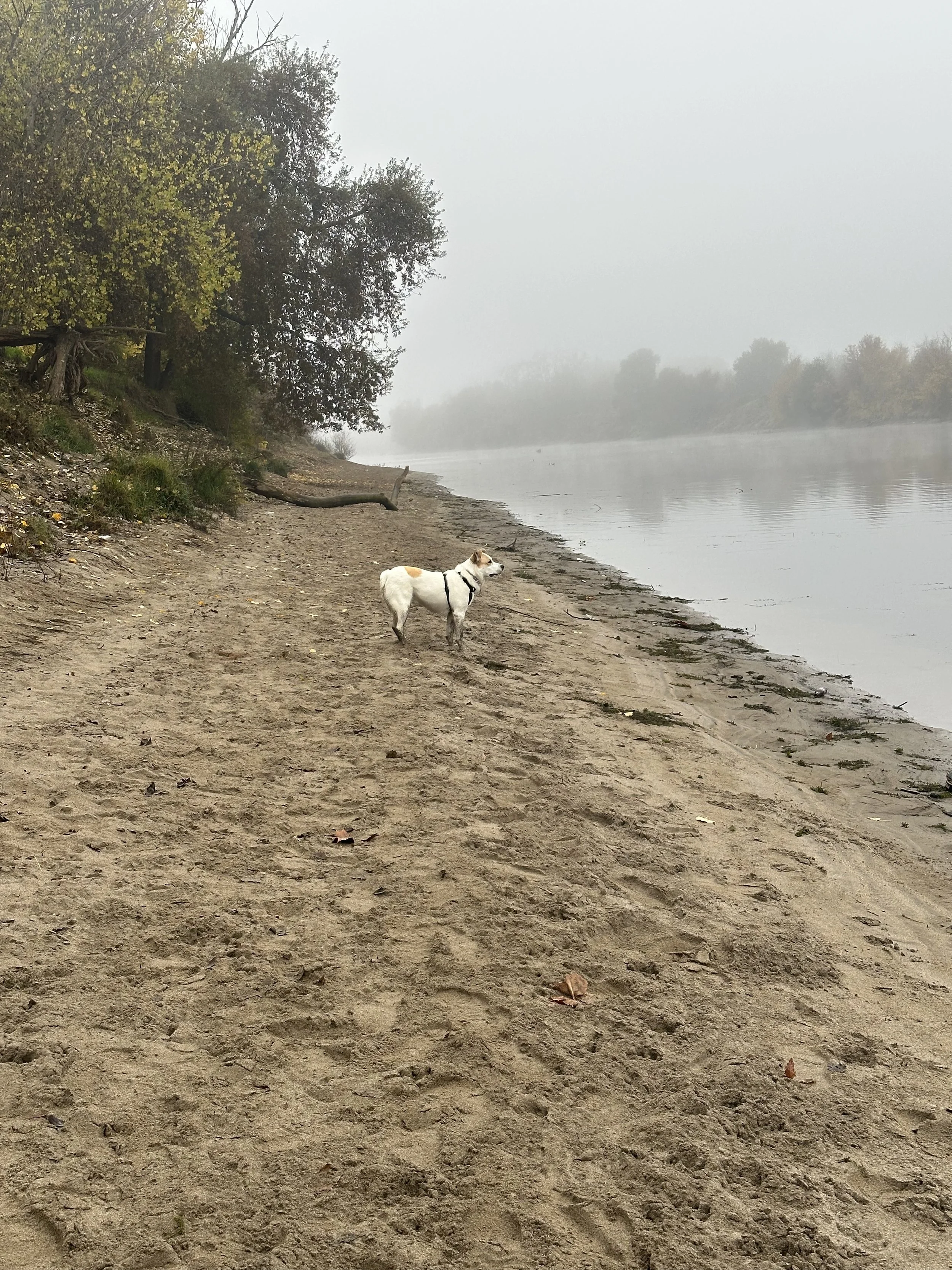 A dog standing on a sandy beach near a body of water on a foggy day, surrounded by trees with some leaves falling.