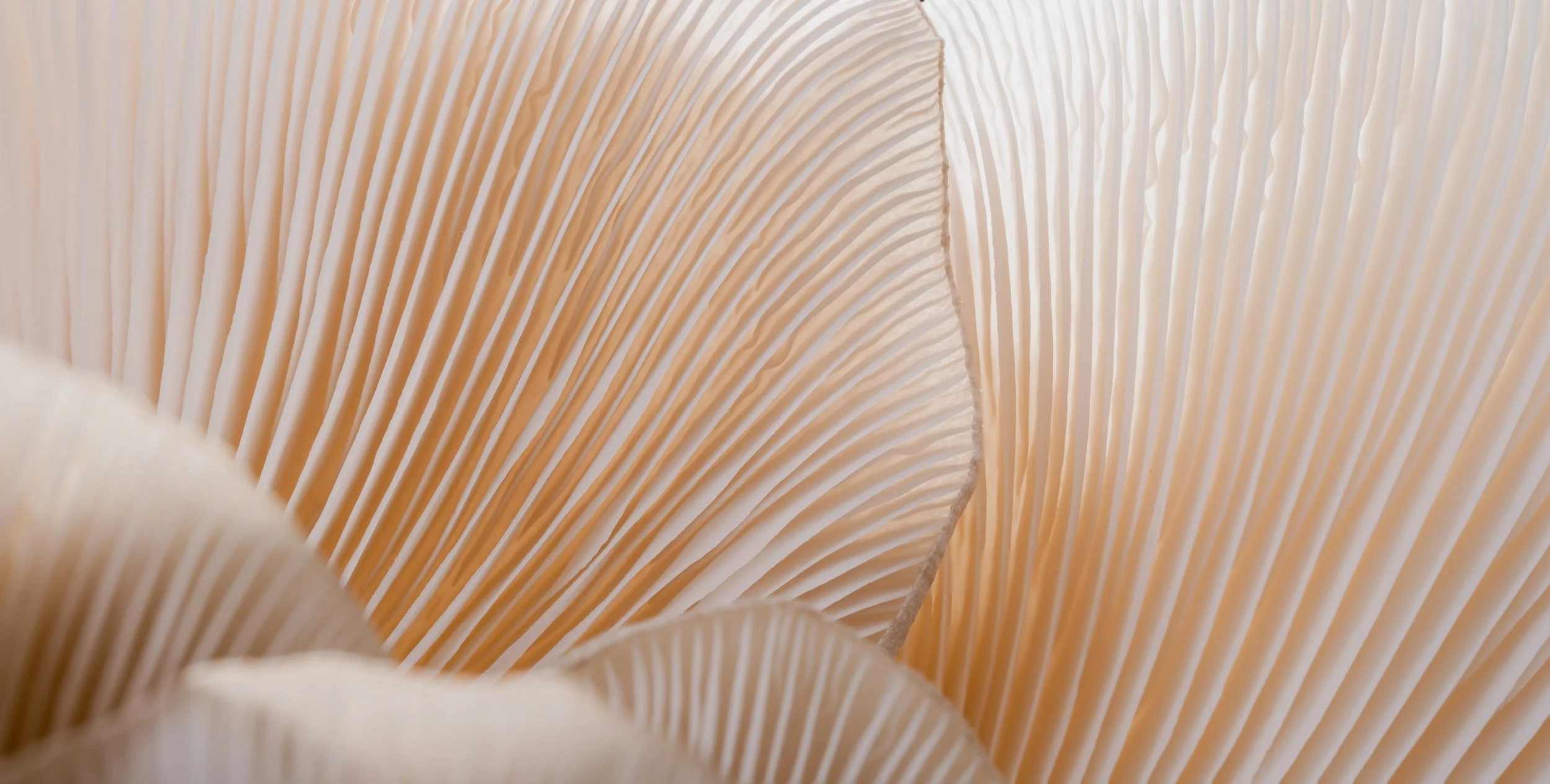 Close-up of textured peach and white flowers, used to represent person-centered therapy.